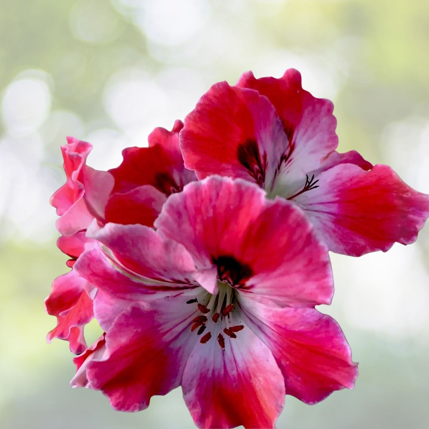 Geranium Plant 8” Reddish Pink Maroon White Perennial Live Pelargonium in 3” Pot