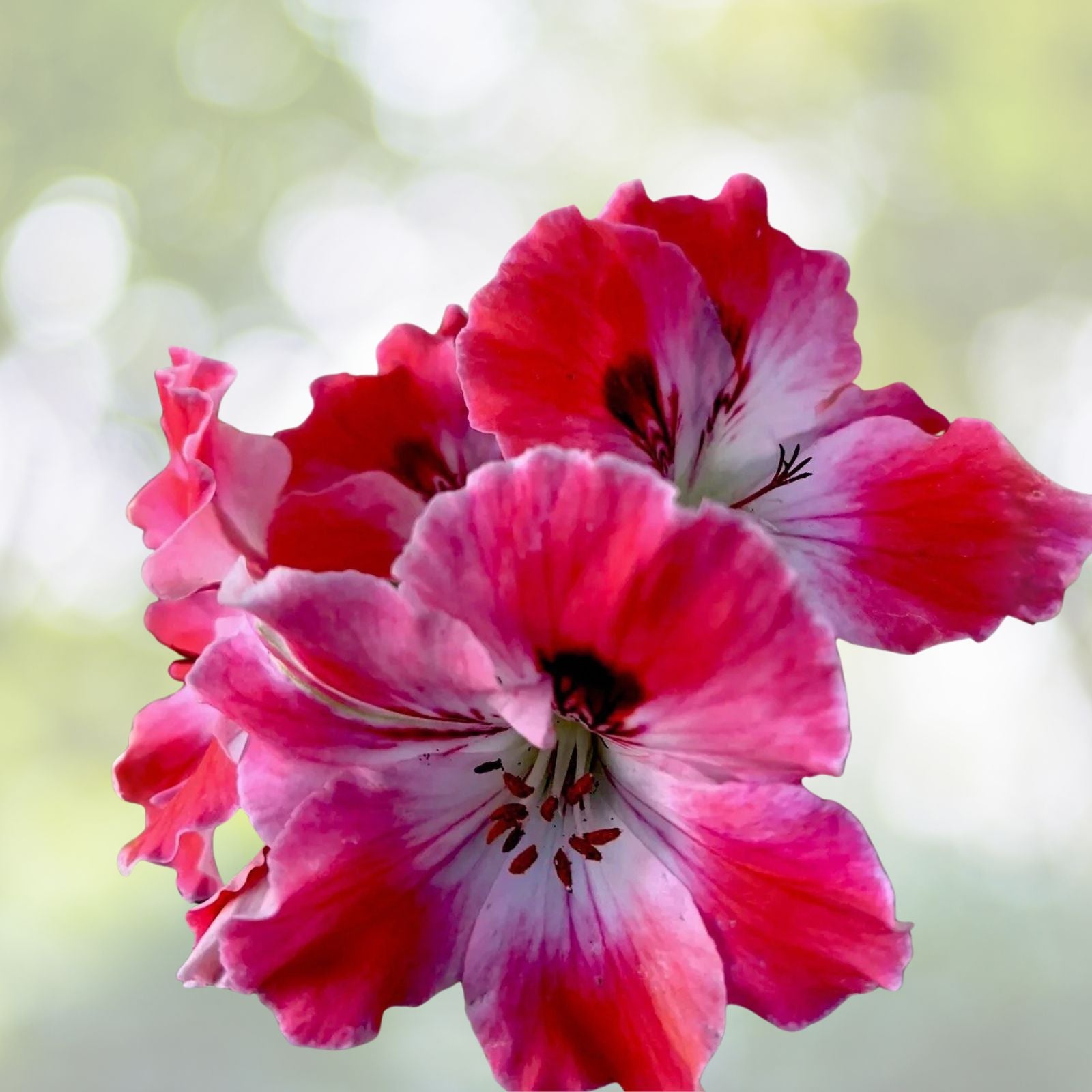 Geranium Plant 8” Reddish Pink Maroon White Perennial Live Pelargonium in 3” Pot