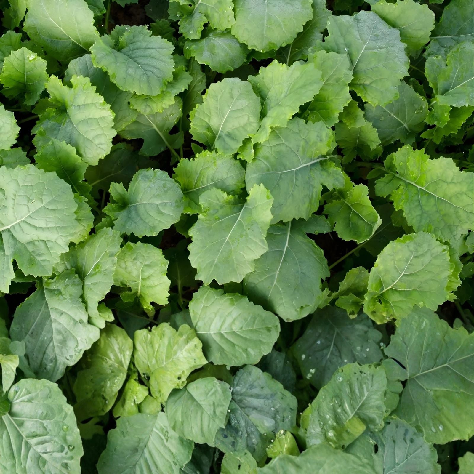 Dwarf Essex Forage Rape Seed - Brassica Cover Crop for Food Plots - High-Yielding, Nutrient-Rich, Easy to Grow