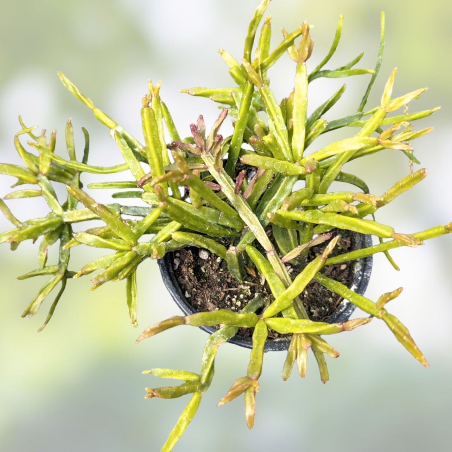Rhipsalis Cuttings 4 Pack 6-8" Long Ewaldiana Succulent Plant, Rhipsalis Ewaldiana, Indoor Cactus, Hanging Plant, Easy Care
