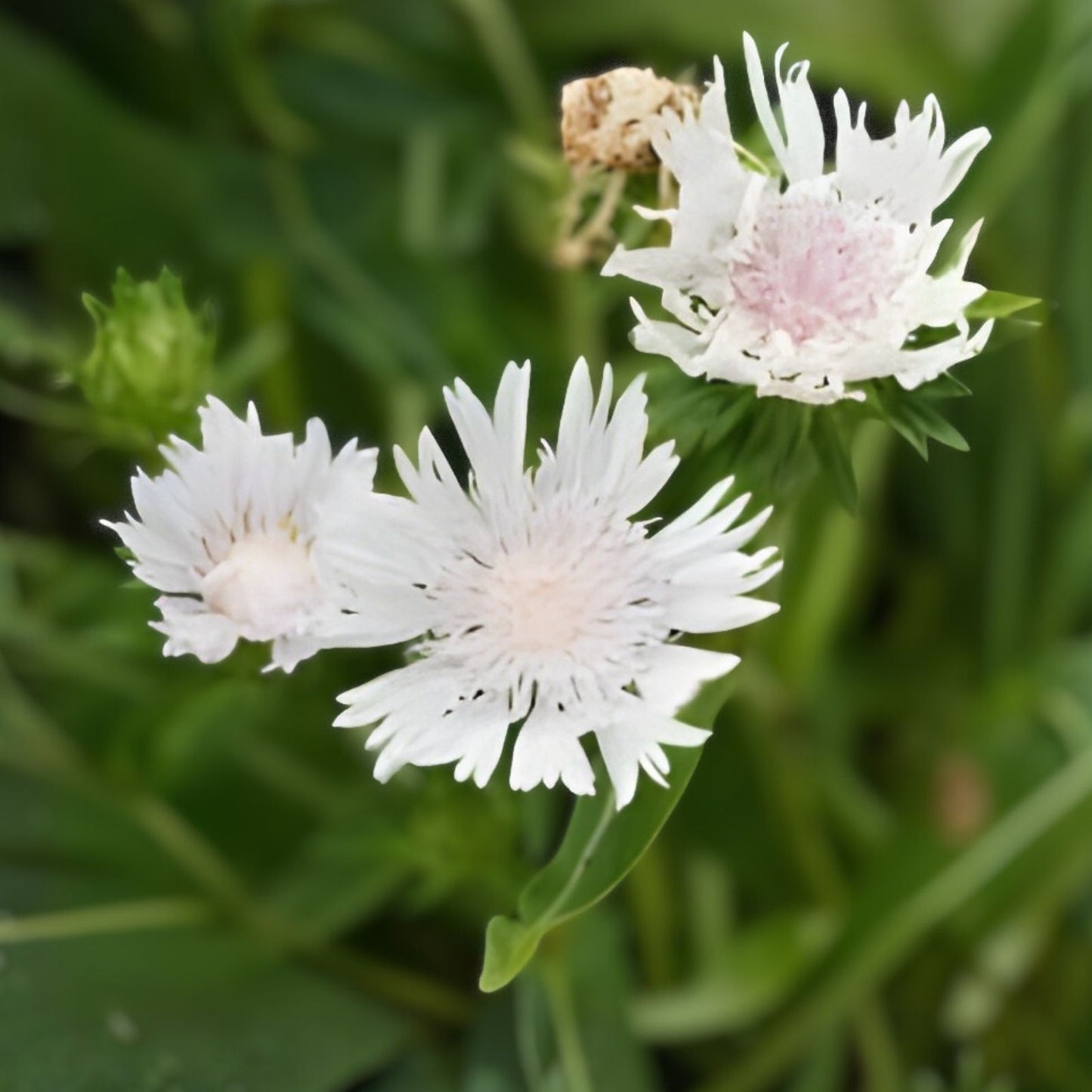 Stokes Aster Live Bare Root Plant 12-24" White Flowers Perennial Stokesia laevis 'Alba' Zones 5-9
