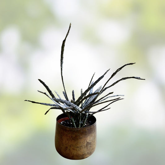Euphorbia Platyclada Cactus Succulent - Unique Dead Plant for Home Decor and Gardening - Real Live Plant, Low Maintenance, Indoor Plant