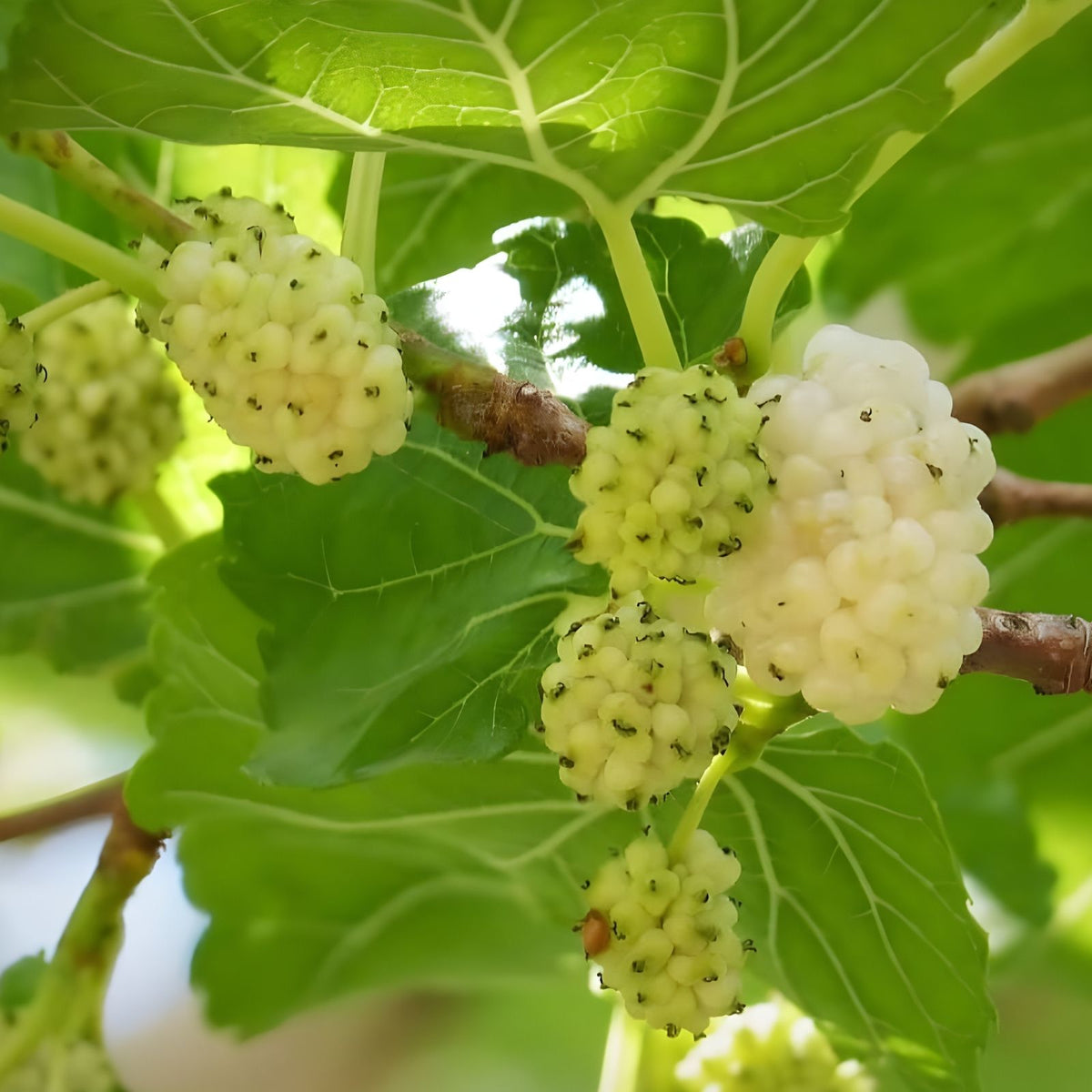 White Mulberry Cuttings 10 Pack for Grafting Rooting Morus alba Sweet 29 Brix