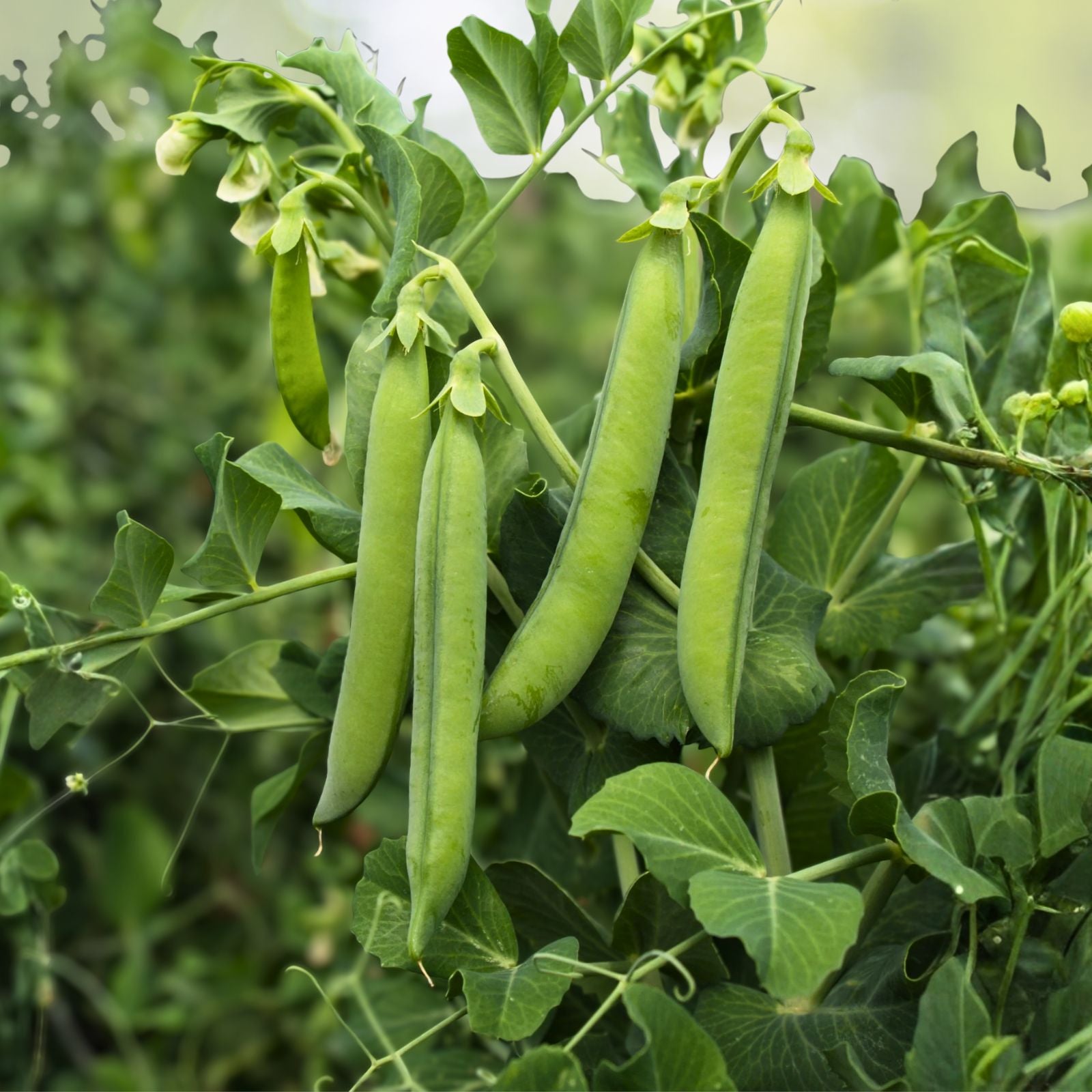 Organic Green Arrow Pea Seeds - Non-GMO Heirloom, Crisp & Tender, Wilt & Mildew Resistant - Vegetable Gardening