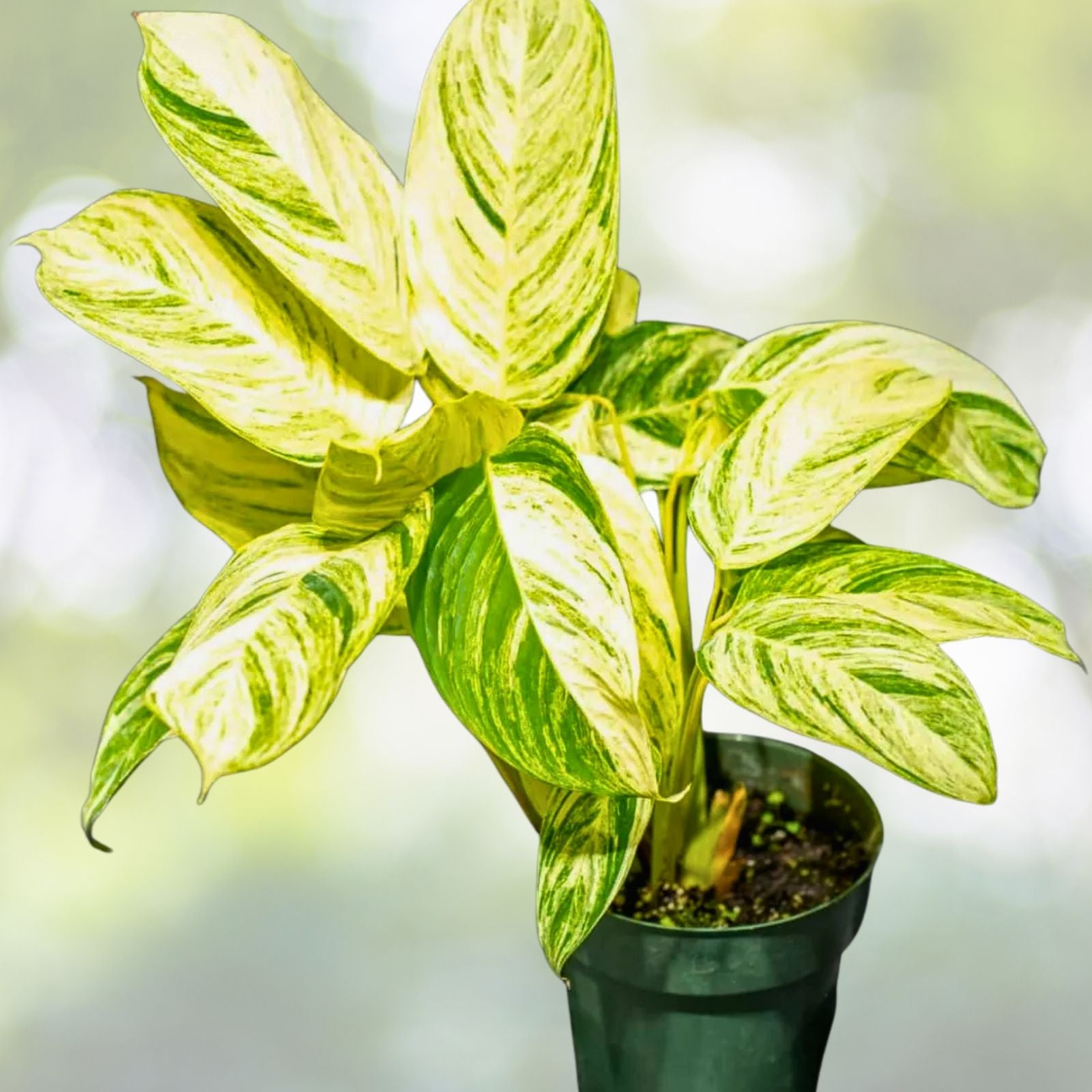 Calathea Stromanthe 'Charlie' - 6" Pot - Rare Stromanthe stromanthoides - Unique Foliage Indoor Houseplant