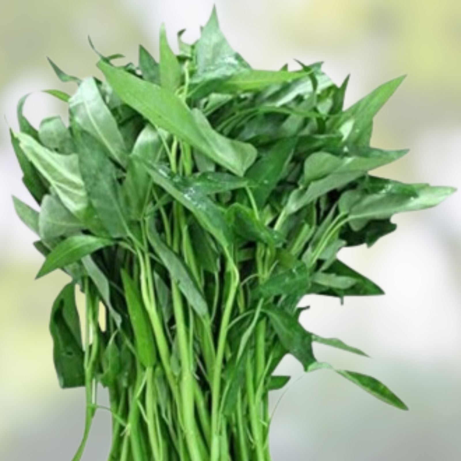Ong Choy Seeds 100g Vietnamese Water Spinach Hat Rau Muong Kang Kong Ipomoea aquatica