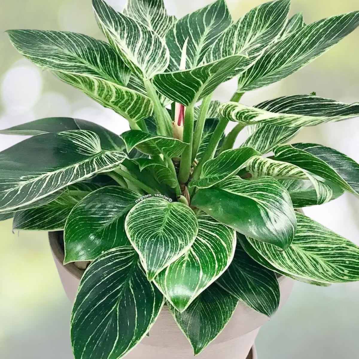 Philodendron 'Birkin' Plant - Live Indoor Houseplant - Unique Variegated Leaves - Philodendron spp. - Tropical Greenery
