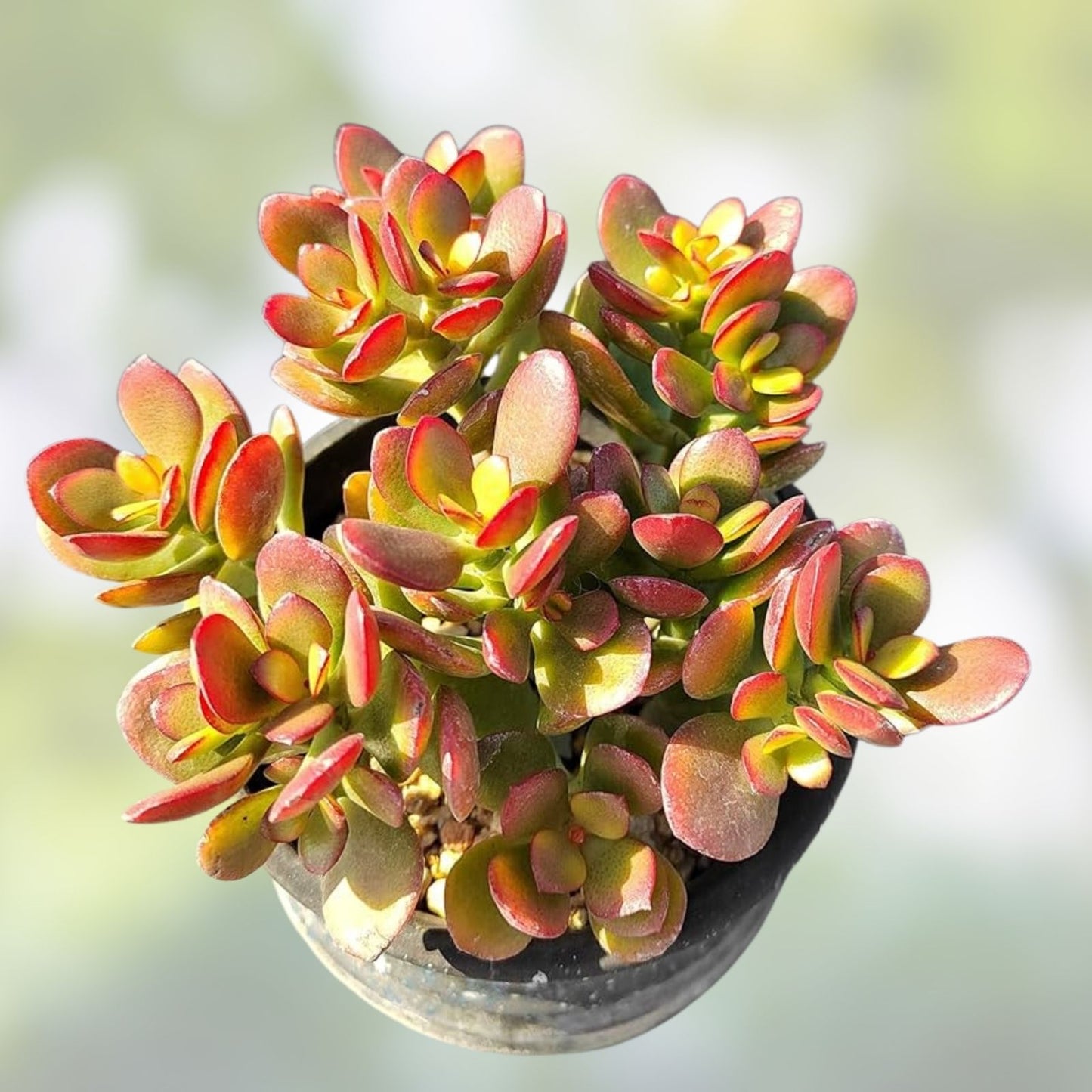 Live Succulent Plant - Crassula Ovata 'Crobys' Large Jade Plant with Bonus 17-24 Inch Size