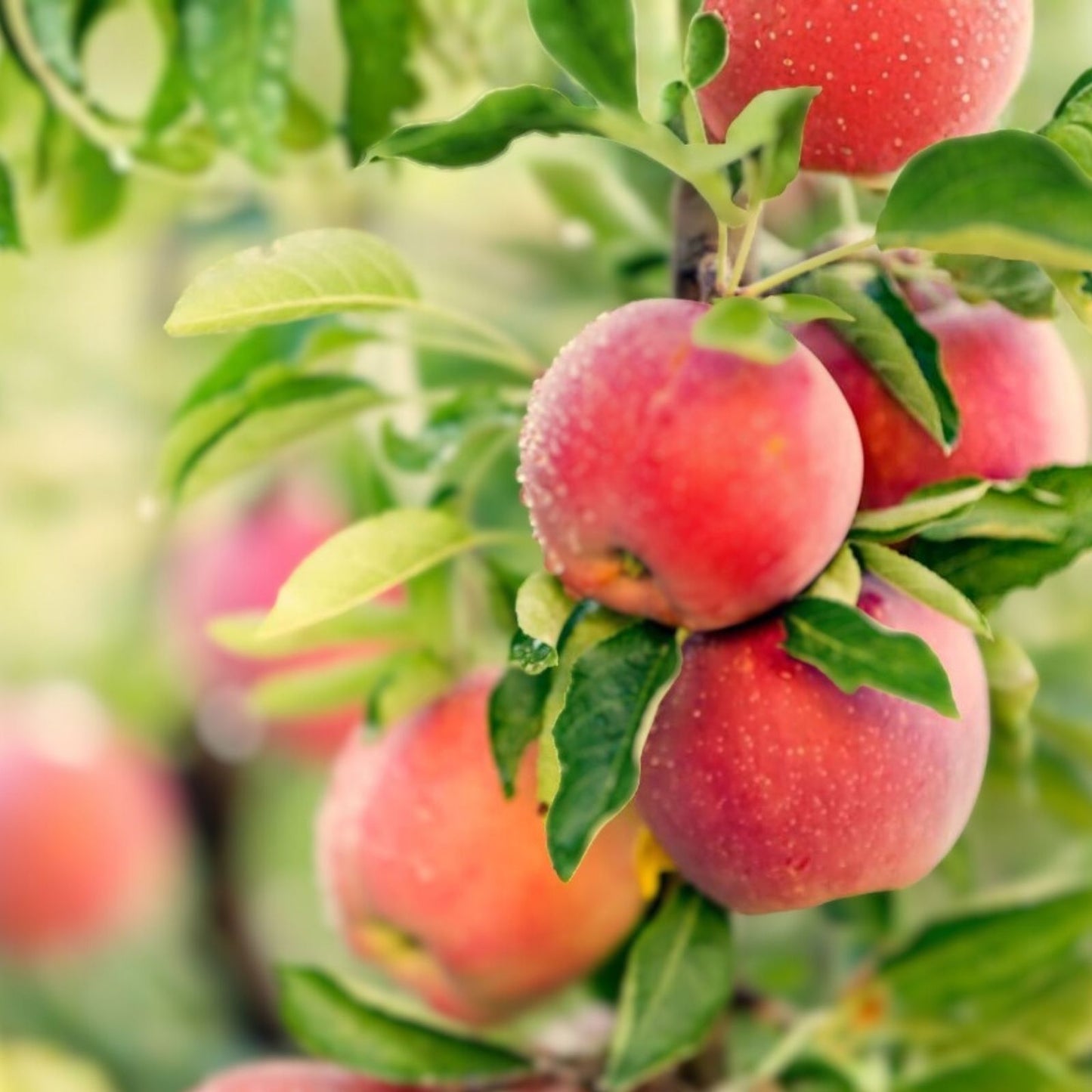 Apple Tree Seeds 30 Pack - Malus pumila, Common Apple Tree for Planting, Fruit Tree Seeds, Garden Growing Supplies