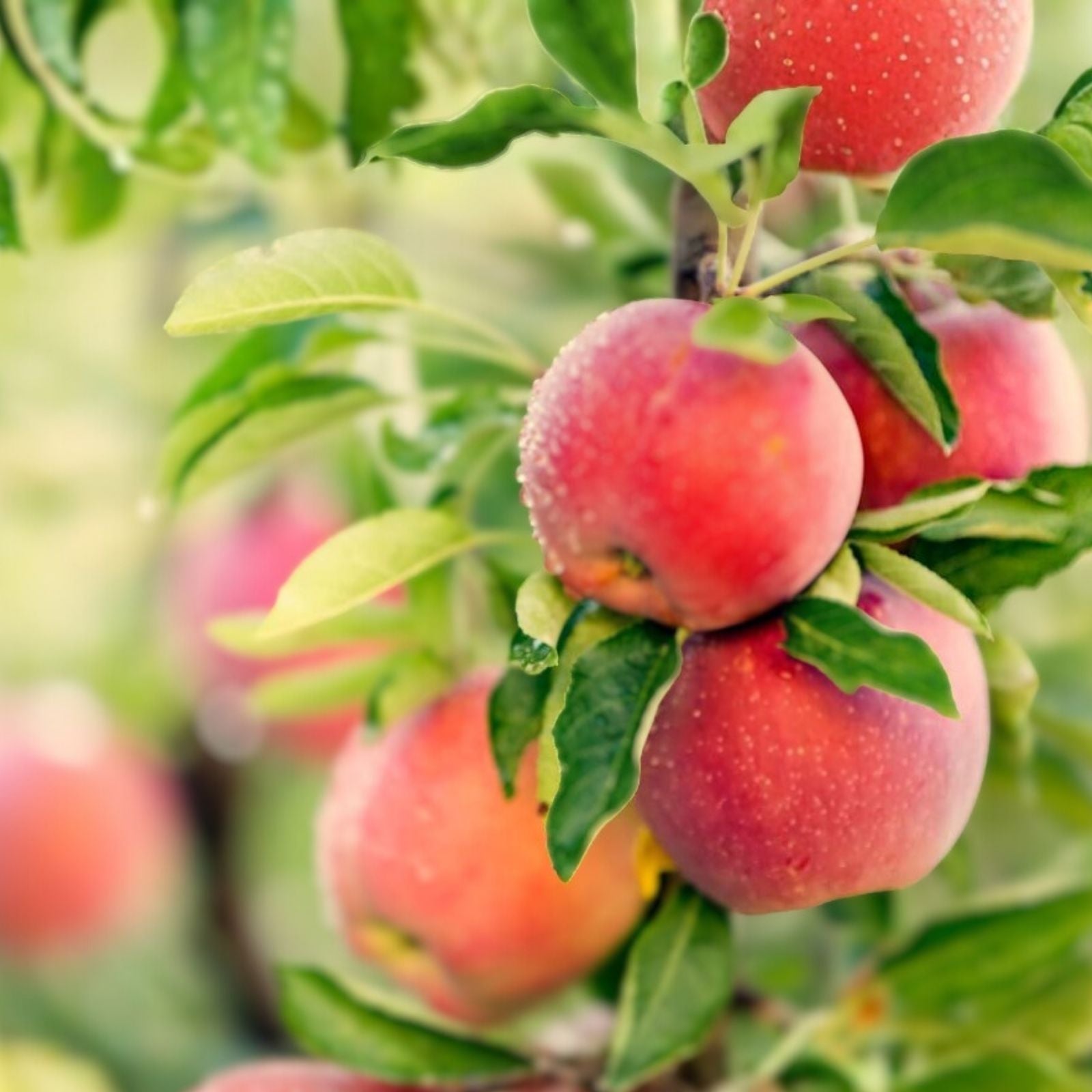 Apple Tree Seeds 30 Pack - Malus pumila, Common Apple Tree for Planting, Fruit Tree Seeds, Garden Growing Supplies