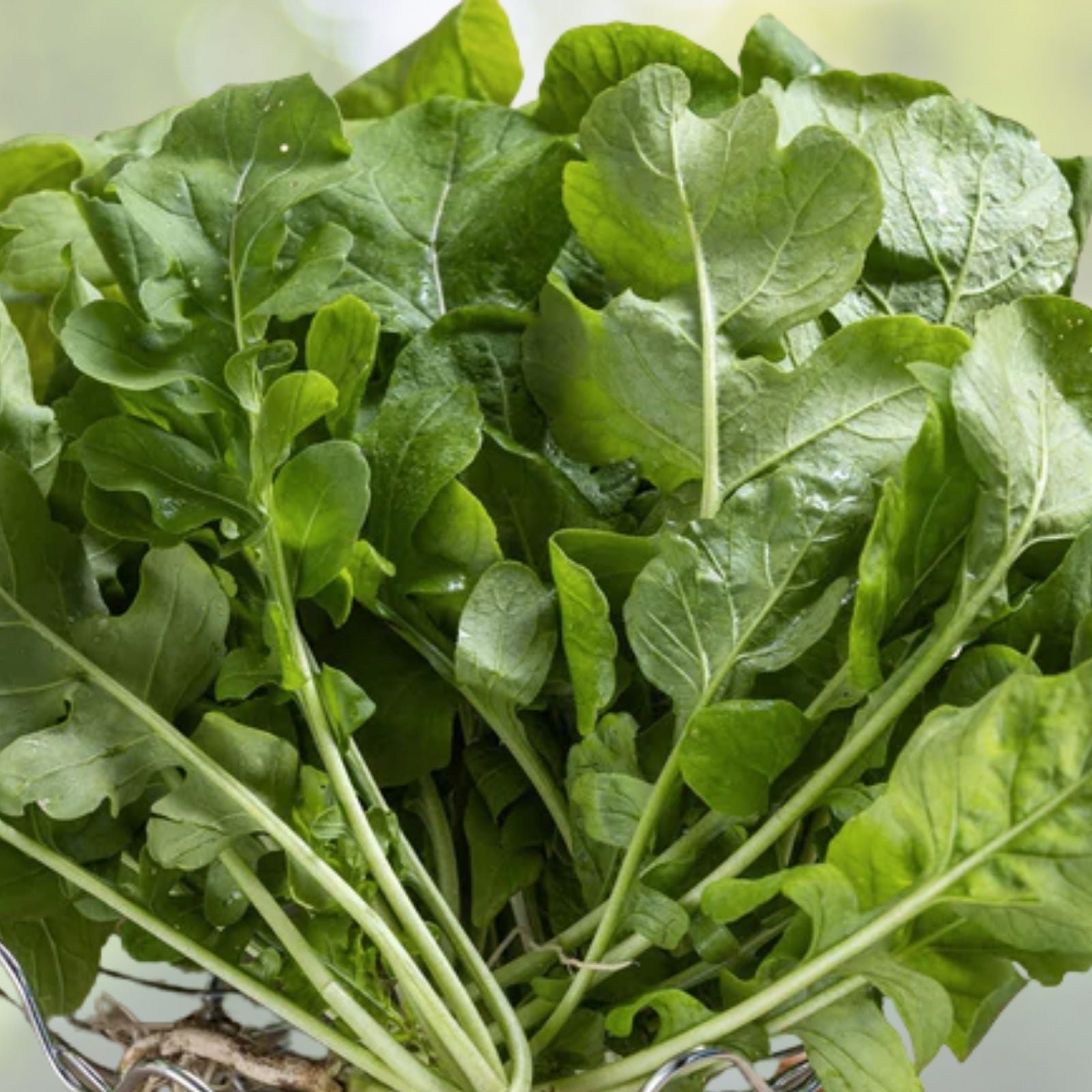 Organic Roquette Arugula Seeds - 500+ Count - Salad Rocket Garden Green - USA Grown (Eruca sativa)