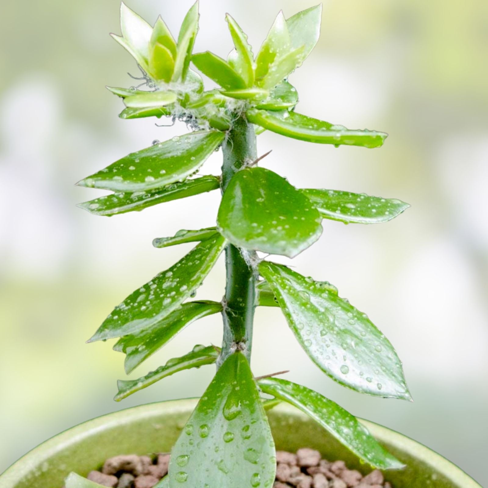 Pereskiopsis diguetii Grafting Stock Cuttings 5-6 inches – Cactus Grafting Variety for Propagation
