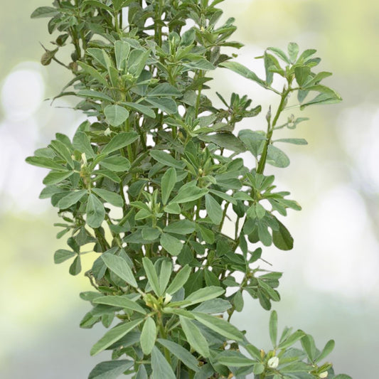 Fenugreek Seeds | NON-GMO Heirloom Seeds | Fresh Trigonella foenum-graecum for Gardening