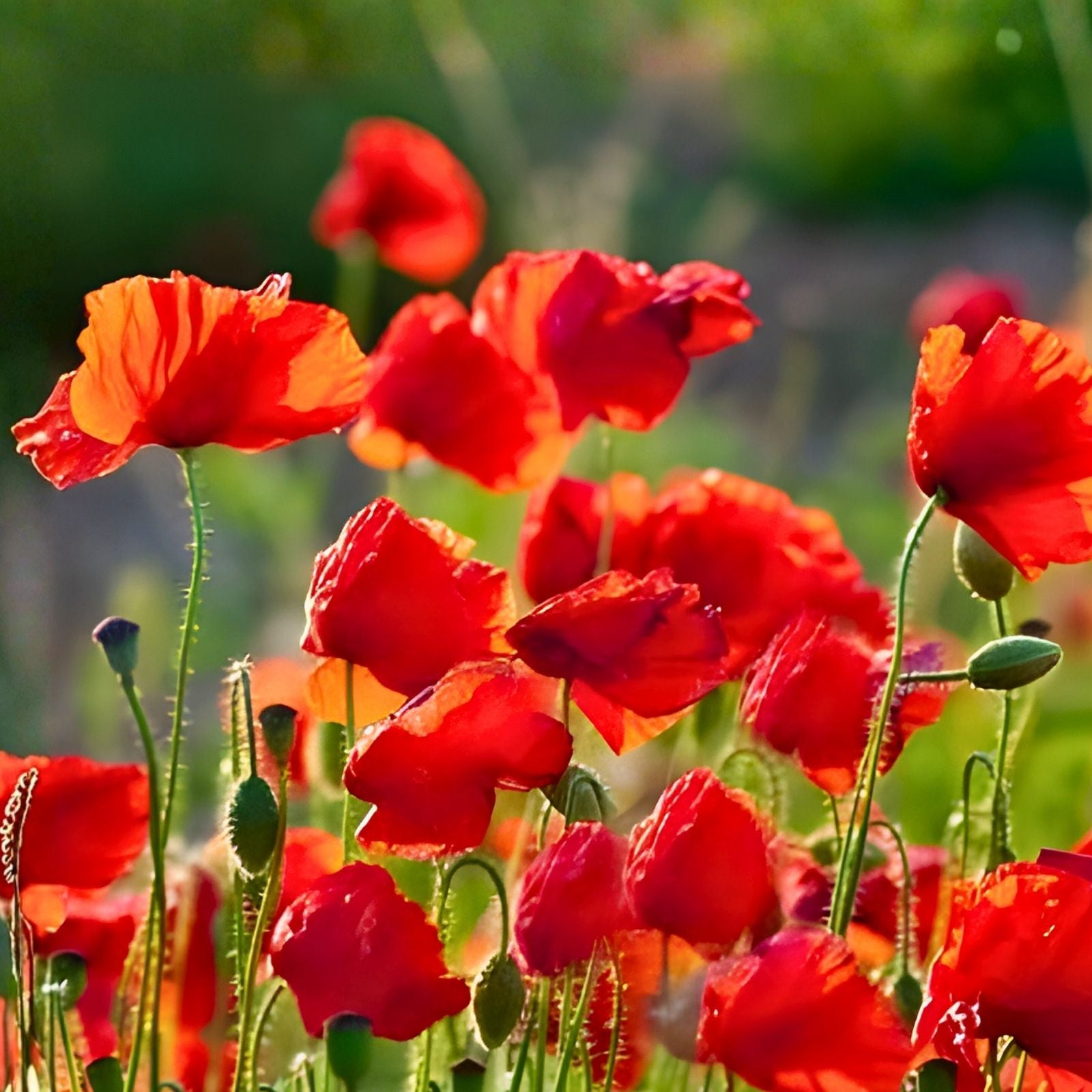 Flanders Poppy Seeds 1000 Count Bright Red Flowers Papaver rhoeas Wildflower Seeds for Garden Planting