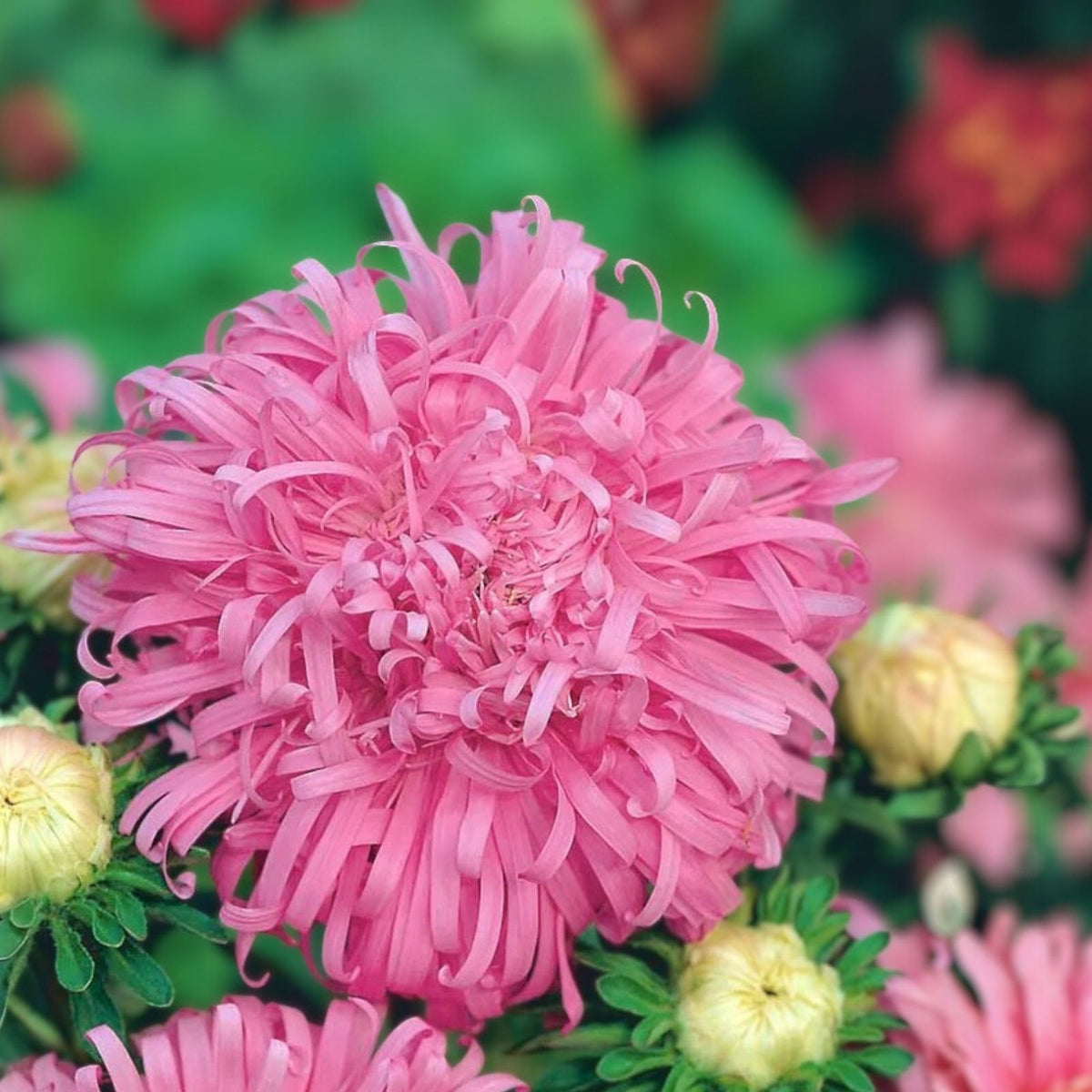 Chrysanthemum Seeds 200+ Ayslee Pink Mum Annual Flower Seeds Chrysanthemum morifolium
