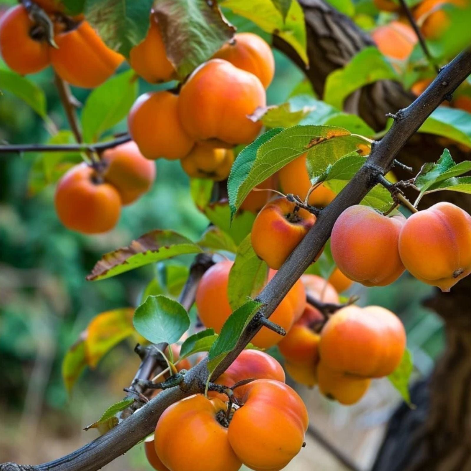 American-Persimmon-Tree-Live-Plant-6-12"-in-Quart-Pot-Cold-Hardy-Seedling-Diospyros-virginiana