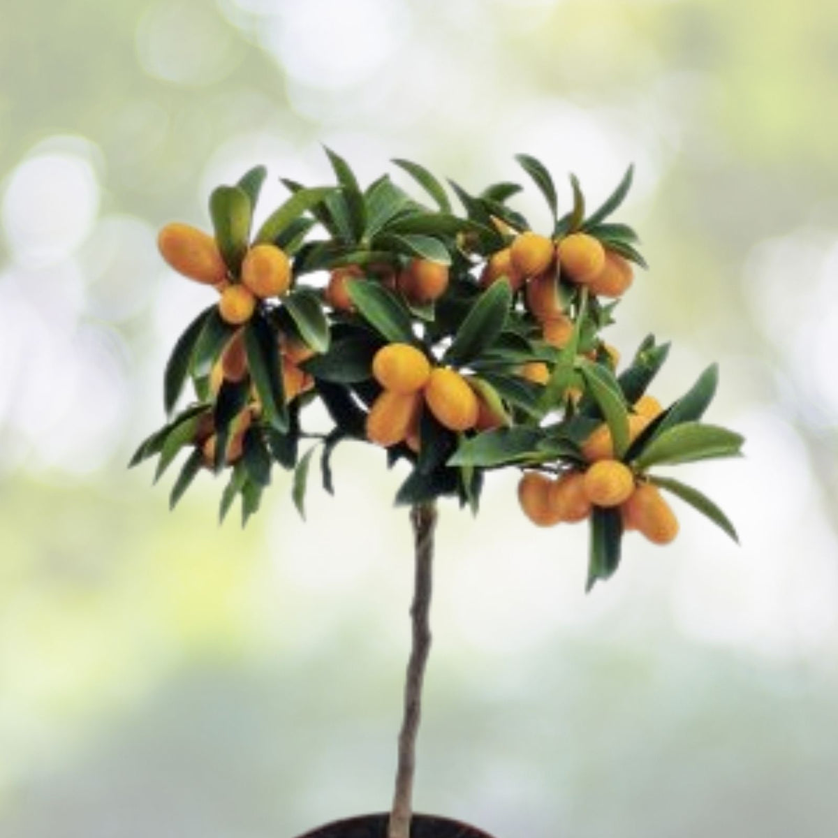 Kumquat Tree Seedling 3"-6" Live Plant Citrus Fortunella Japonica Sweet Edible Fruit Fast Growing