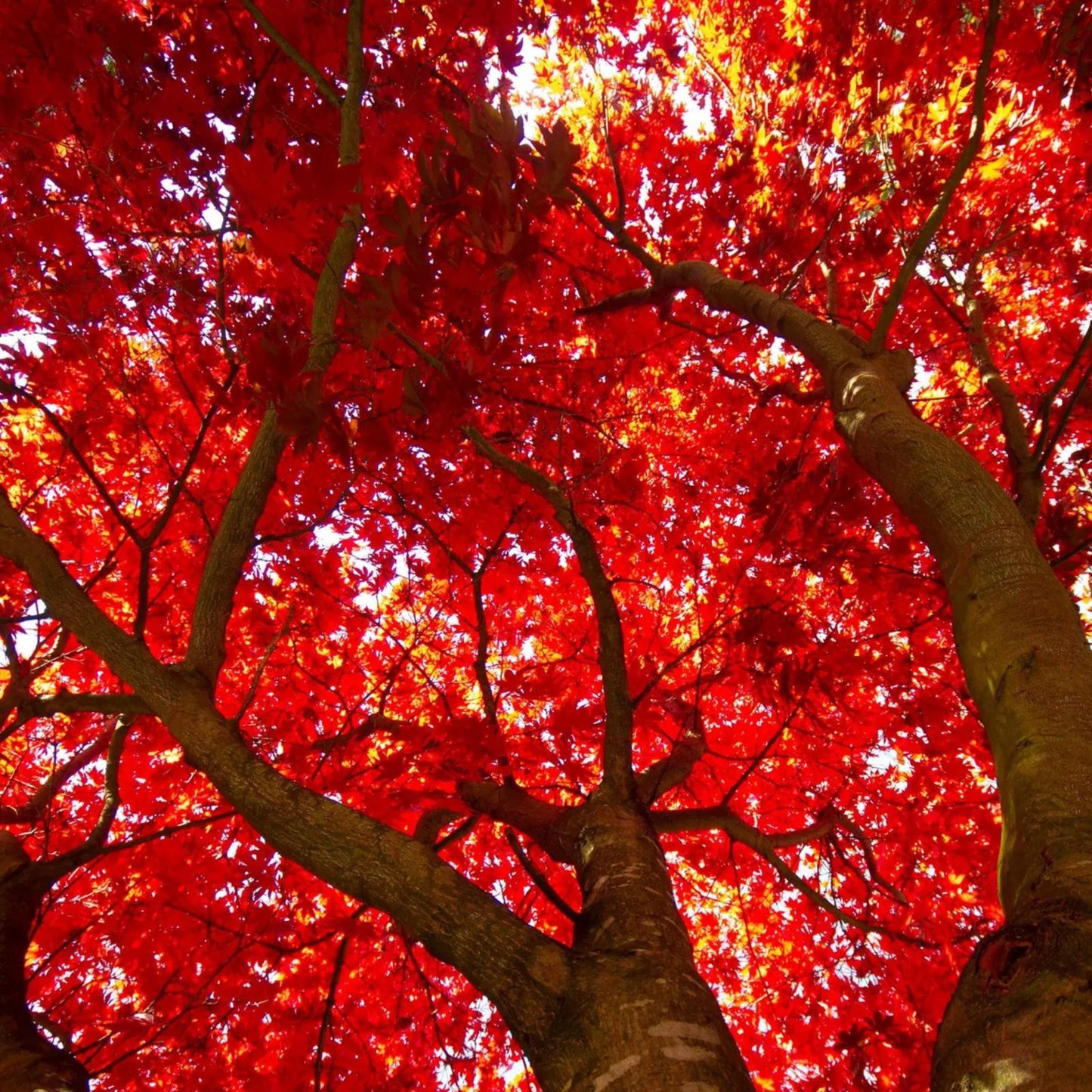 Red Maple Seeds Acer rubrum Live Plant Bare Root for Gardening Landscaping Outdoor Tree Starter 50+