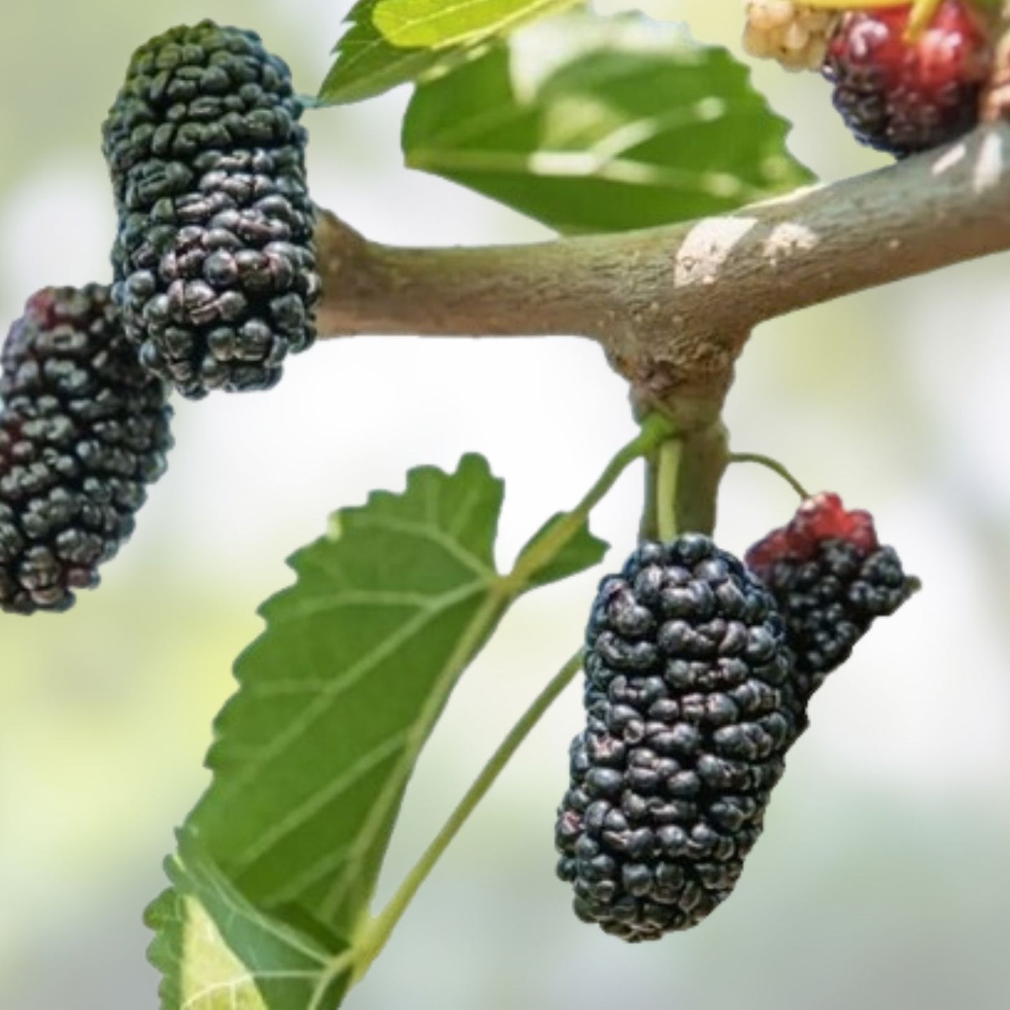Mulberry Cuttings Unrooted 8 Inches Organic Wholesale Lot - Morus alba Fruit Tree Planting Material
