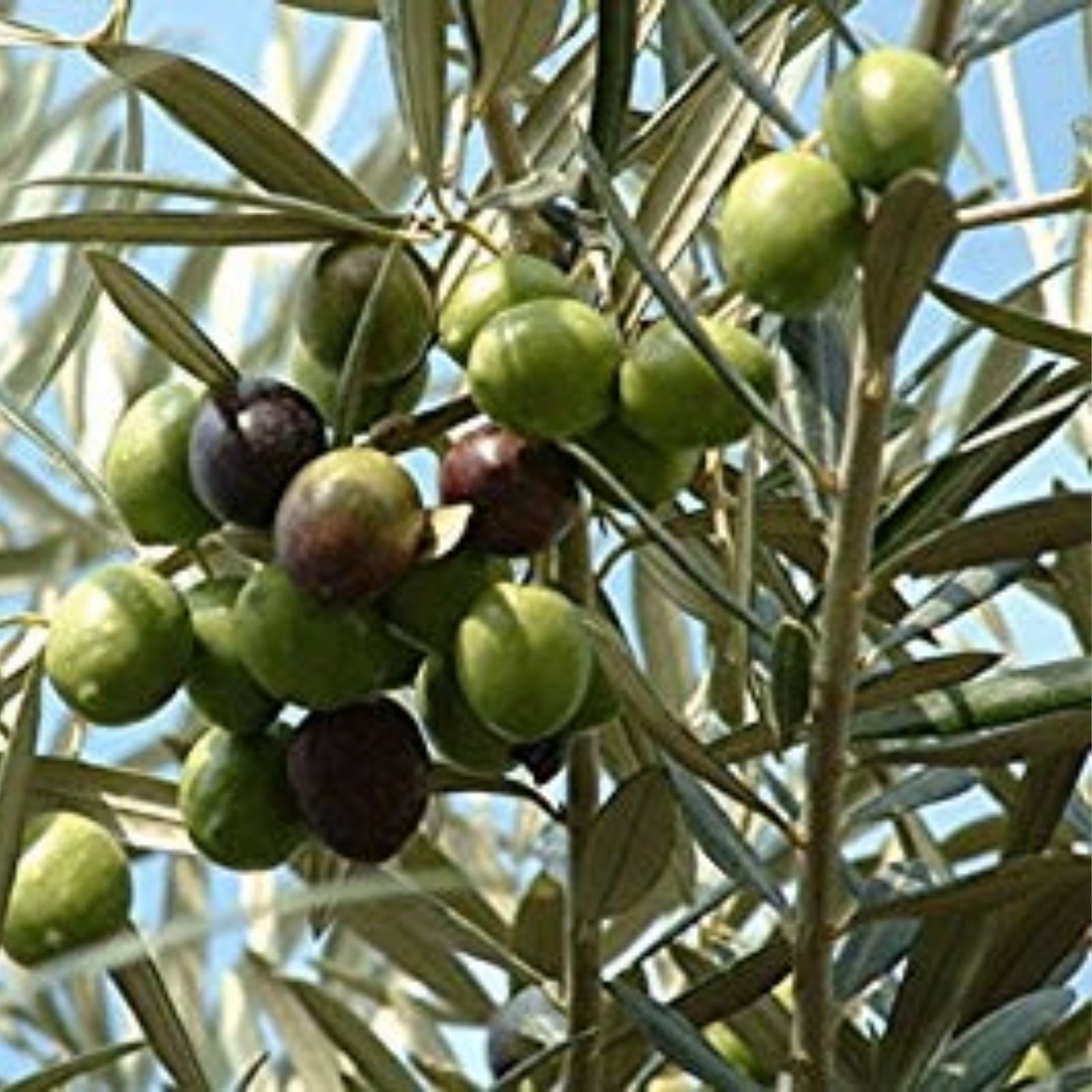 Olive Tree Seeds for Planting | 25 Seeds | Hardy Mediterranean Olea europaea | Garden Tree, Fruit, Ornamental