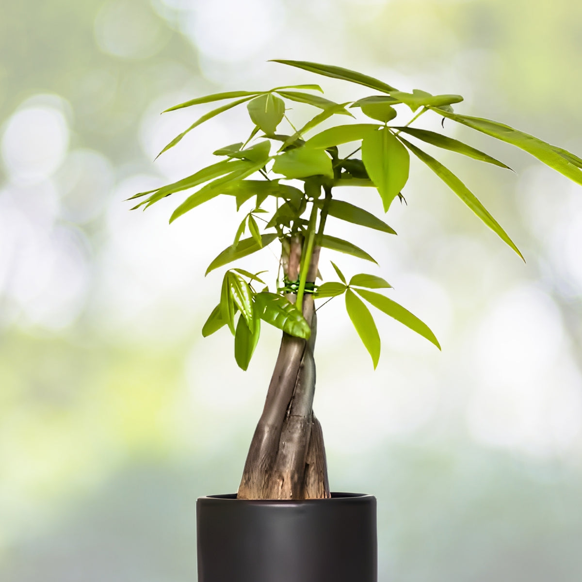 Braided Money Tree Plant 4-Inch Pot | Feng Shui Good Luck Indoor Air Purifier | Pachira Aquatica Houseplant