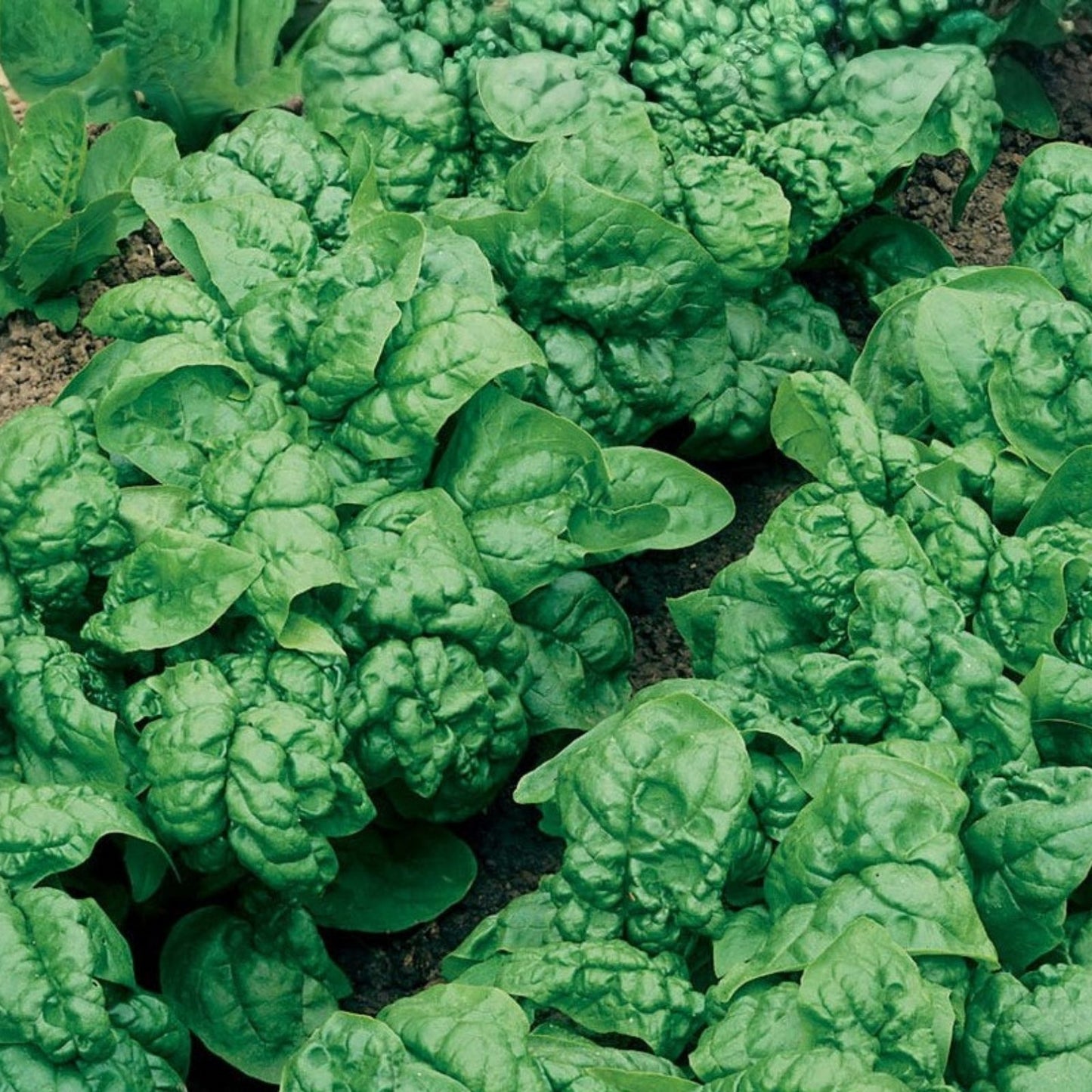 Swiss Chard Seeds, Ruby Red Heirloom, Non-GMO Beta vulgaris subsp. cicla Vegetable Garden Seeds