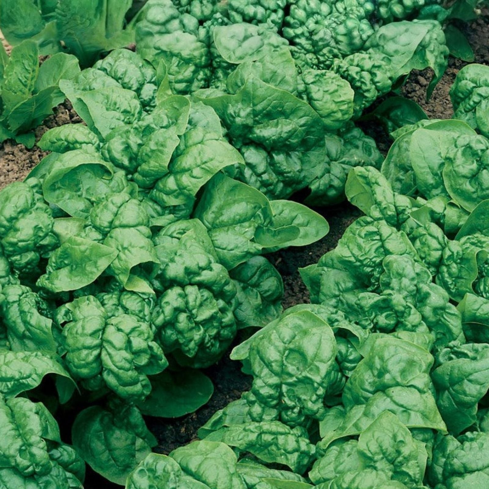 Swiss Chard Seeds, Ruby Red Heirloom, Non-GMO Beta vulgaris subsp. cicla Vegetable Garden Seeds