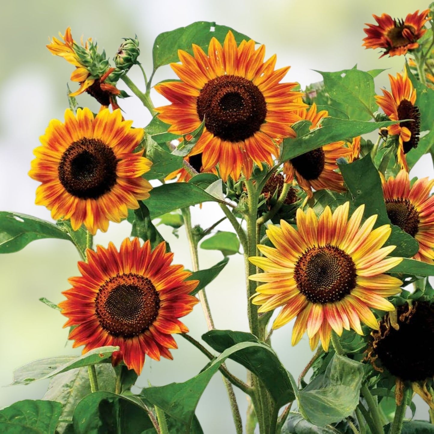 Santa Fe Sunset Sunflower Seeds - 10 Organic USA Seeds - Helianthus annuus - Bright Orange & Red Varieties - Free Shipping