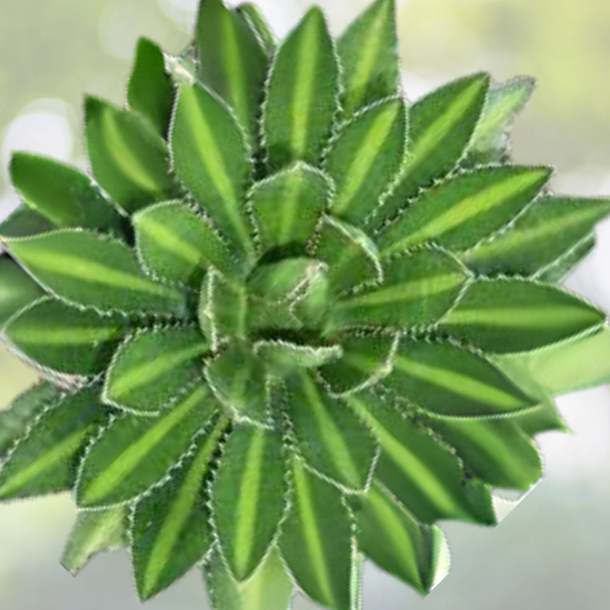 Agave Plant Variegated Agave lophantha ‘Slendida’ with Center Stripe, Decorative Succulent for Home and Garden