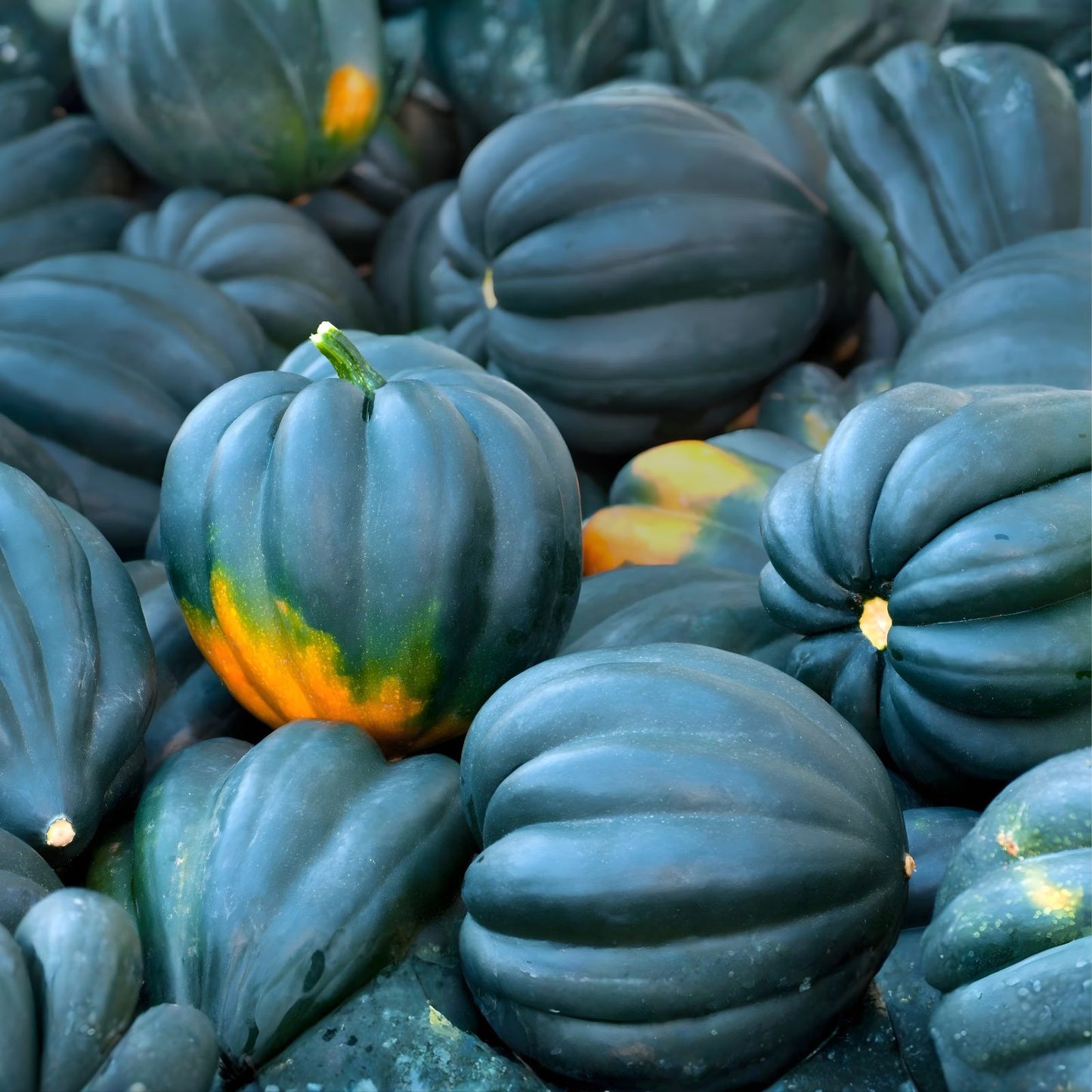 Acorn Winter Squash Seeds 30+ Heirloom Seeds Table Queen Variety Cucurbita pepo Dark Green Ribbed Rind