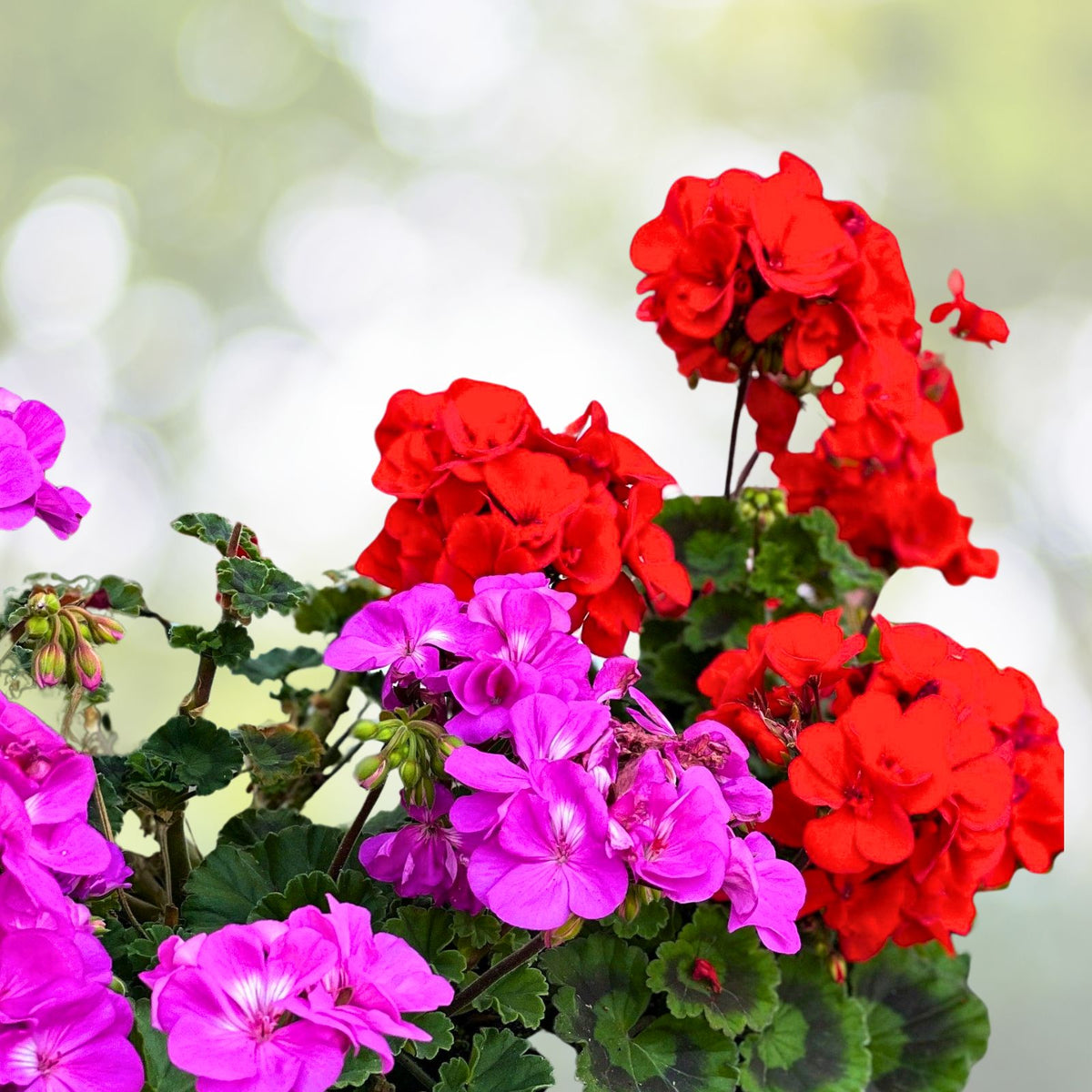 Live Geranium Plants 8-12 Inch Baby Pink with Bright Red Center Perennial Pelargonium