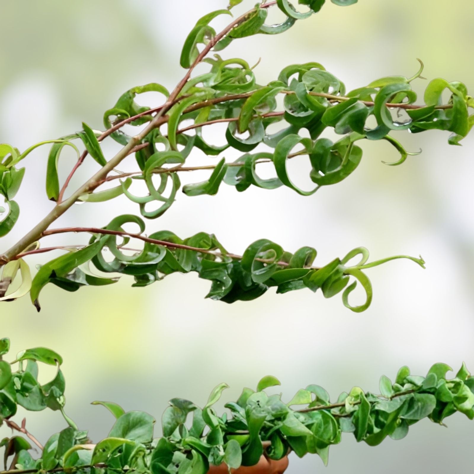 Green Curly Willow Trees - 2 Live Tree Cuttings with Curly Branches & Leaves - Salix babylonica 'Crispa'