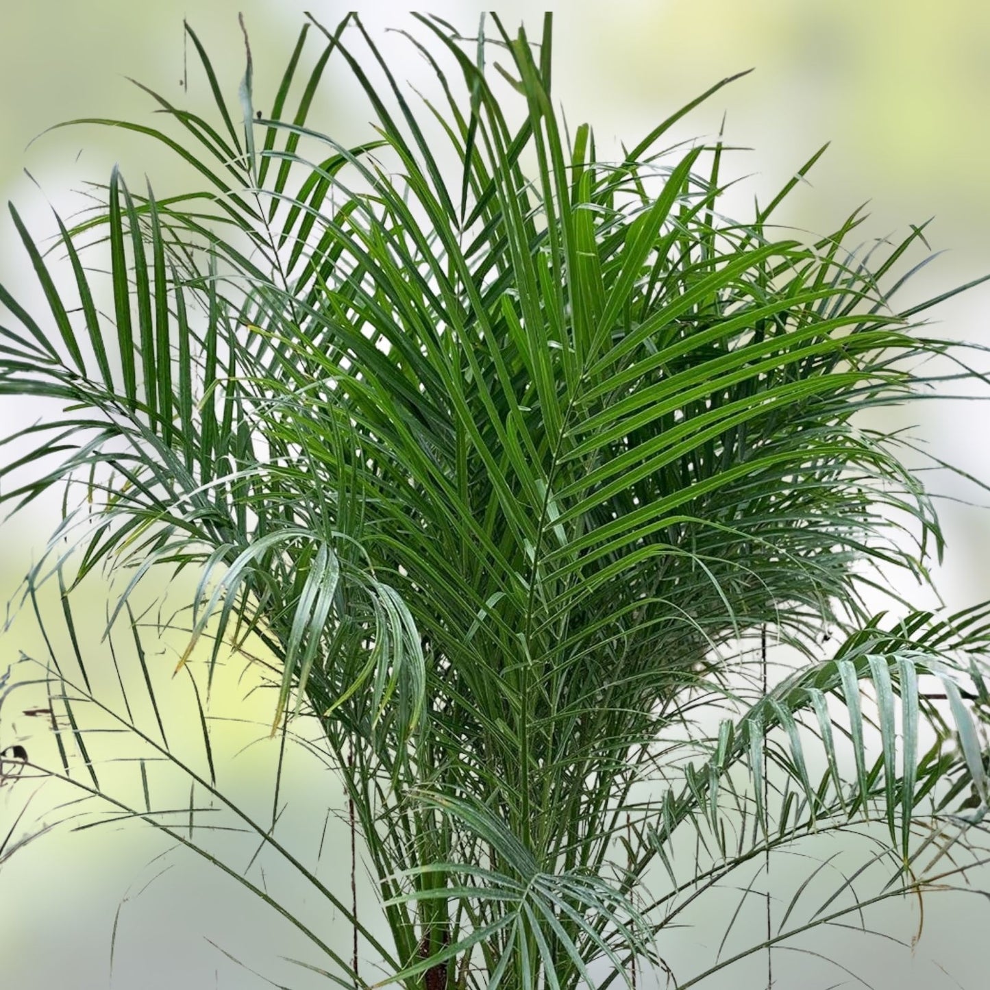 15 Pygmy Date Palm Seeds - Dwarf Phoenix Roebelenii Indoor Houseplant, Easy Care, Fast Germination, Free Shipping
