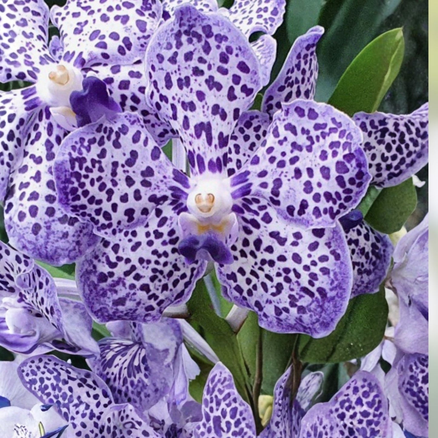 Papilionanda Ladda Fragrance 'Alina' Orchid 4-inch Pot Rare Hybrid Fragrant Vanda Orchid