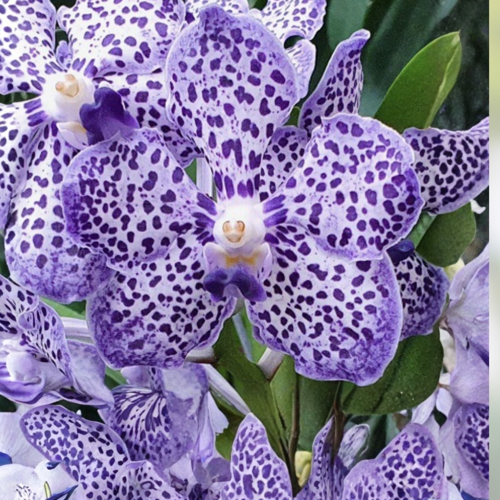 Papilionanda Ladda Fragrance 'Alina' Orchid 4-inch Pot Rare Hybrid Fragrant Vanda Orchid