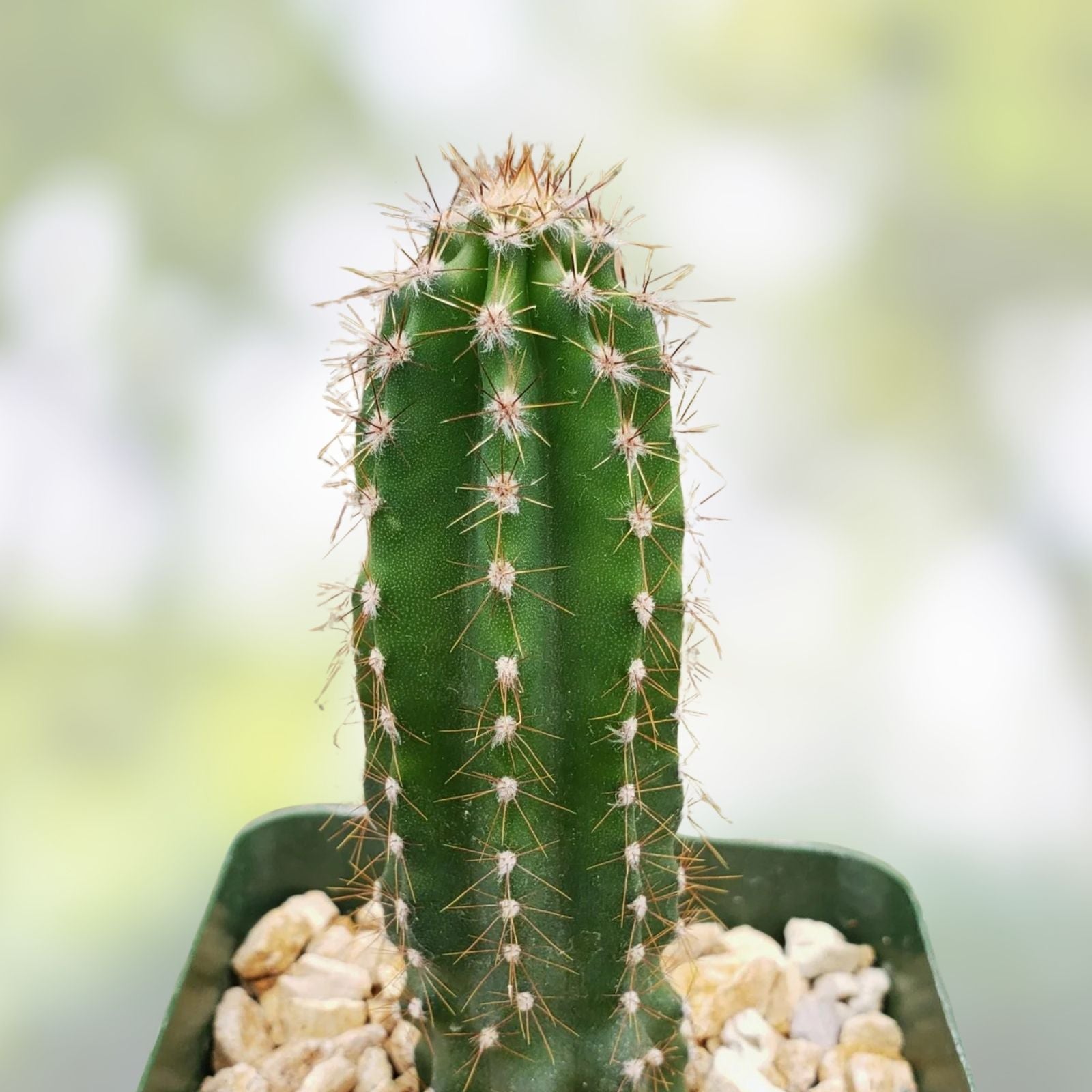 Cereus Peruvianus Cuttings 2 Pack - Peruvian Apple Cactus Succulent 6-8 Inches Tall - Fast-Growing Desert Plant