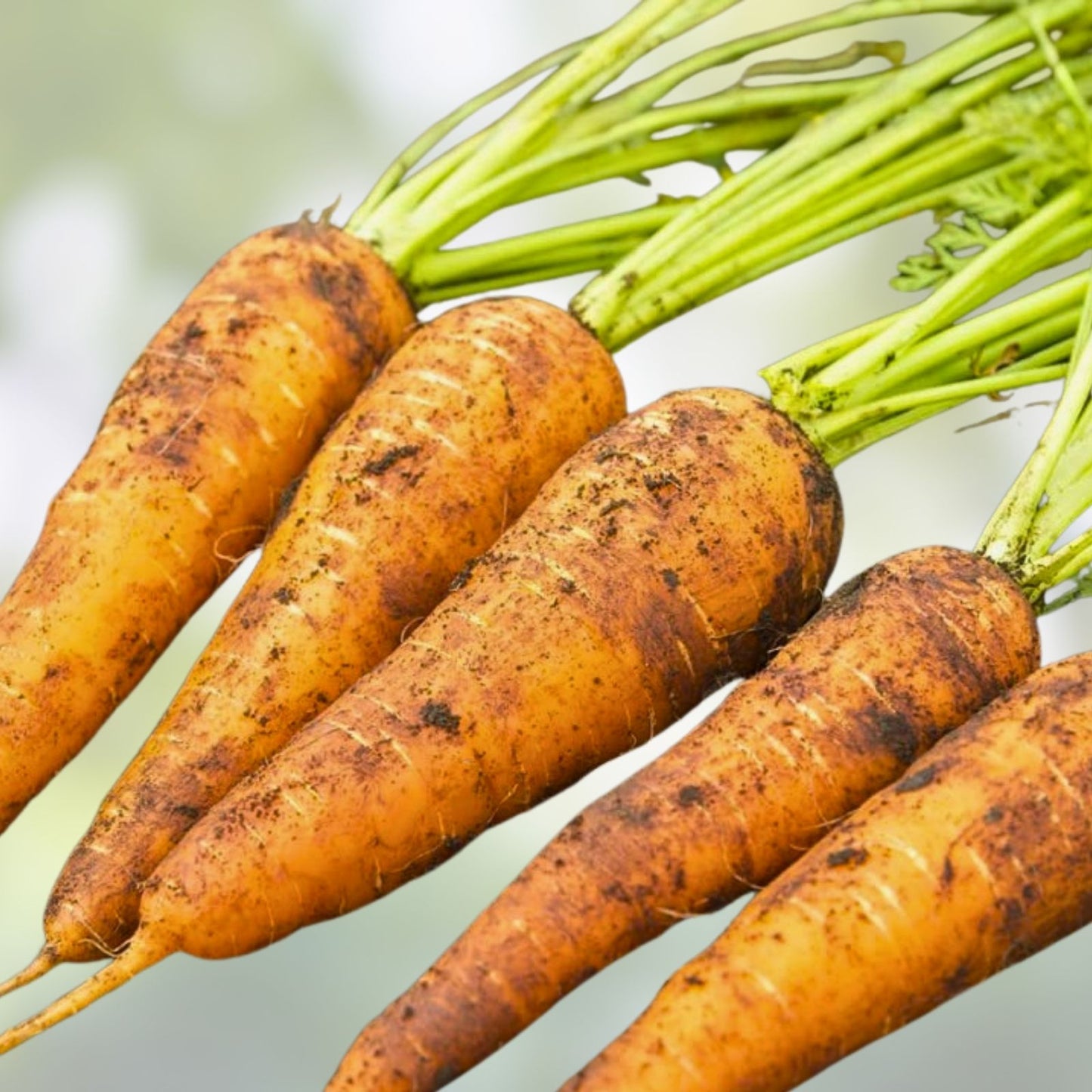 Heirloom Carrot Seeds Danvers 126 Variety – Organic Garden Seeds – Daucus carota – 500+ Seeds