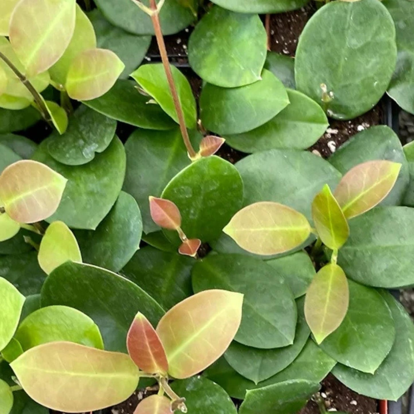 Hoya Plant 2.5" Green Hoya australis Rare Rooted Hoya Indoor Plant, Houseplant, Live Succulent
