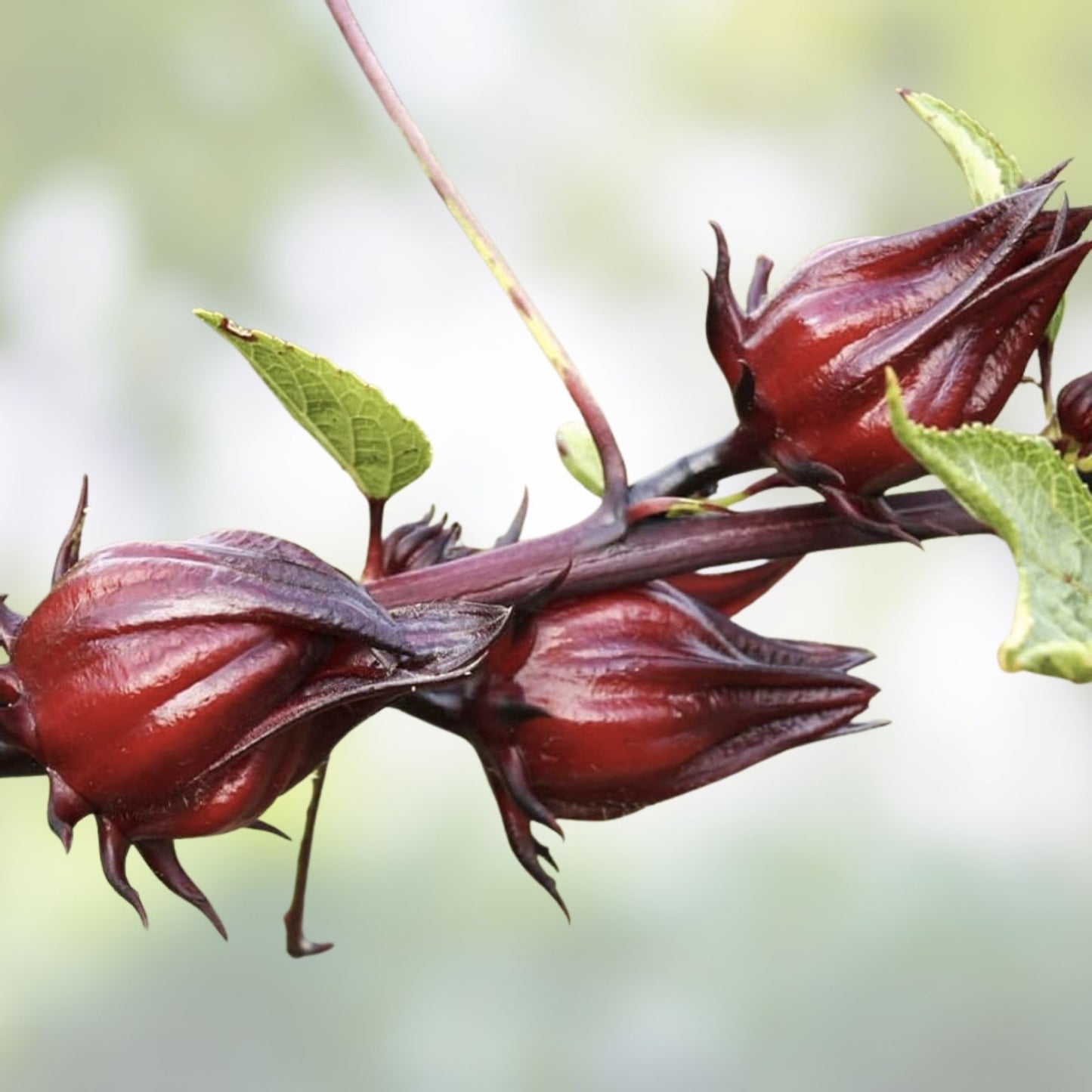 Jamaican Sorrel Seeds 10 Pack - Florida Cranberry, Indian Roselle, Hibiscus Sabdariffa - Edible Flower Plant for Tea and Cooking