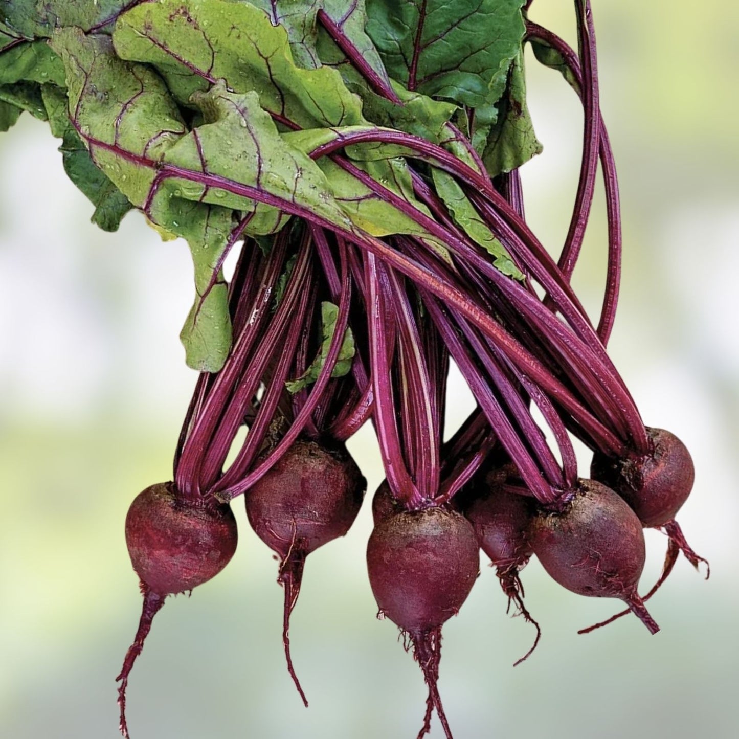 Detroit Dark Red Beet Seeds - Medium Top Variety, Non-GMO, Heirloom Beta vulgaris, Made in USA, Ships from Iowa