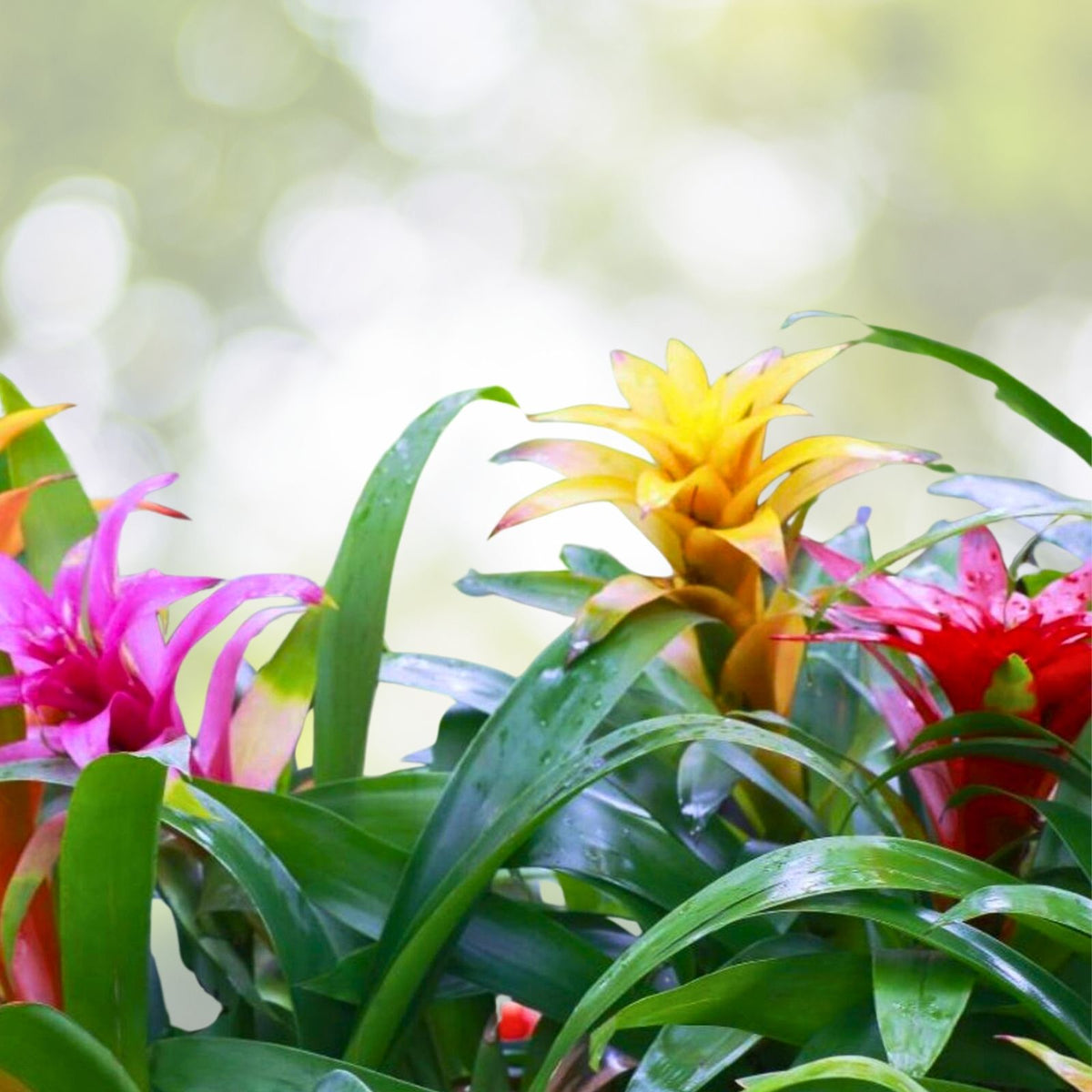 Bromeliad Plant 5" Pot Billbergia Vittata Albo - Tropical Indoor Houseplant with Beautiful Foliage