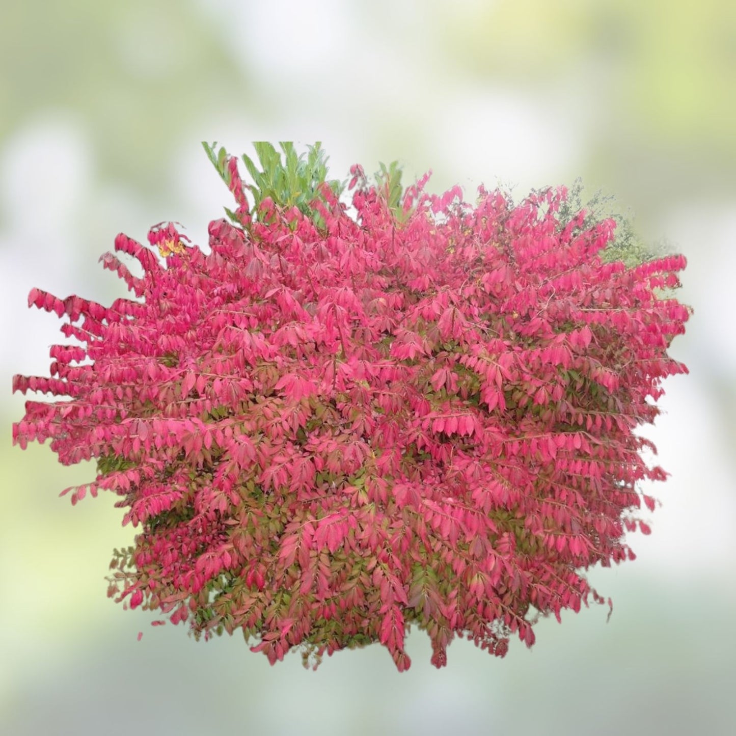 Burning Bush Cuttings Set of 12 Unrooted 6-8 Inches Euonymus alatus Ornamental Shrubs for Landscaping