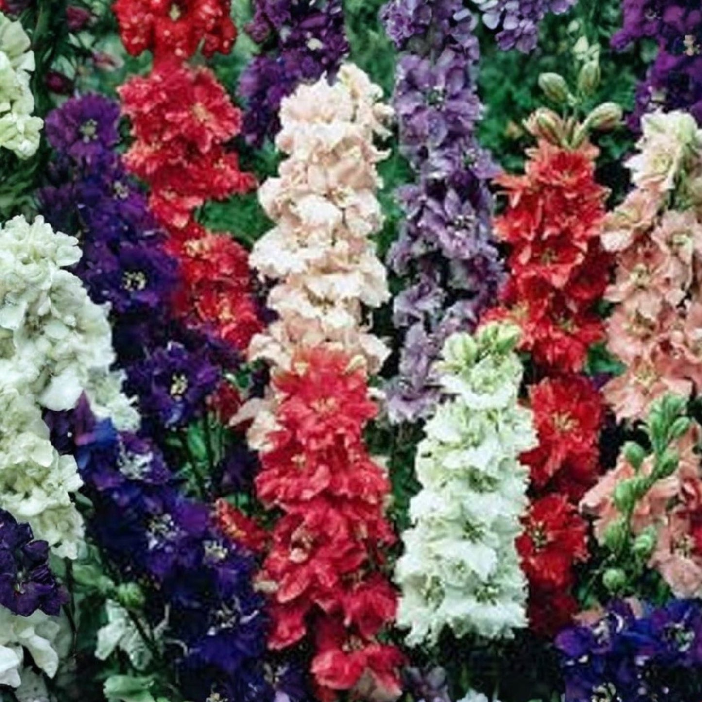 Giant Imperial Delphinium Seeds 1000+ for Cut Flowers, Delphinium elatum, Garden Flower Seeds, Tall Perennial Flower Seeds