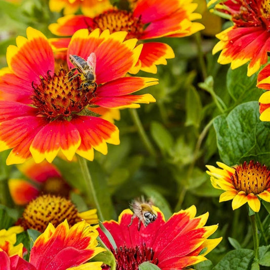 Finesse Blanket Flower Seeds 200 Non-GMO Gaillardia Aristata Vibrant Garden Blooms