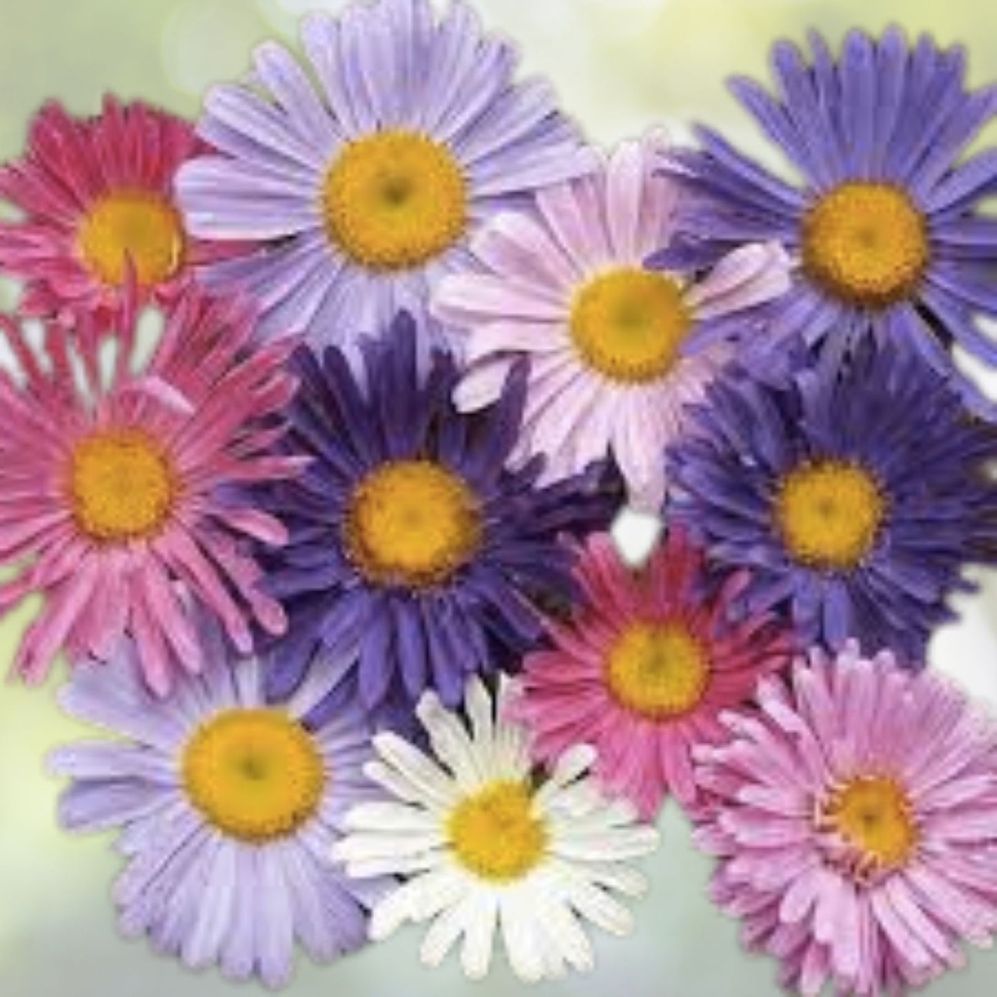 500+ Powder Puff China Aster Seed Mix, Cut Flowers, Callistephus Chinensis, USA Grown