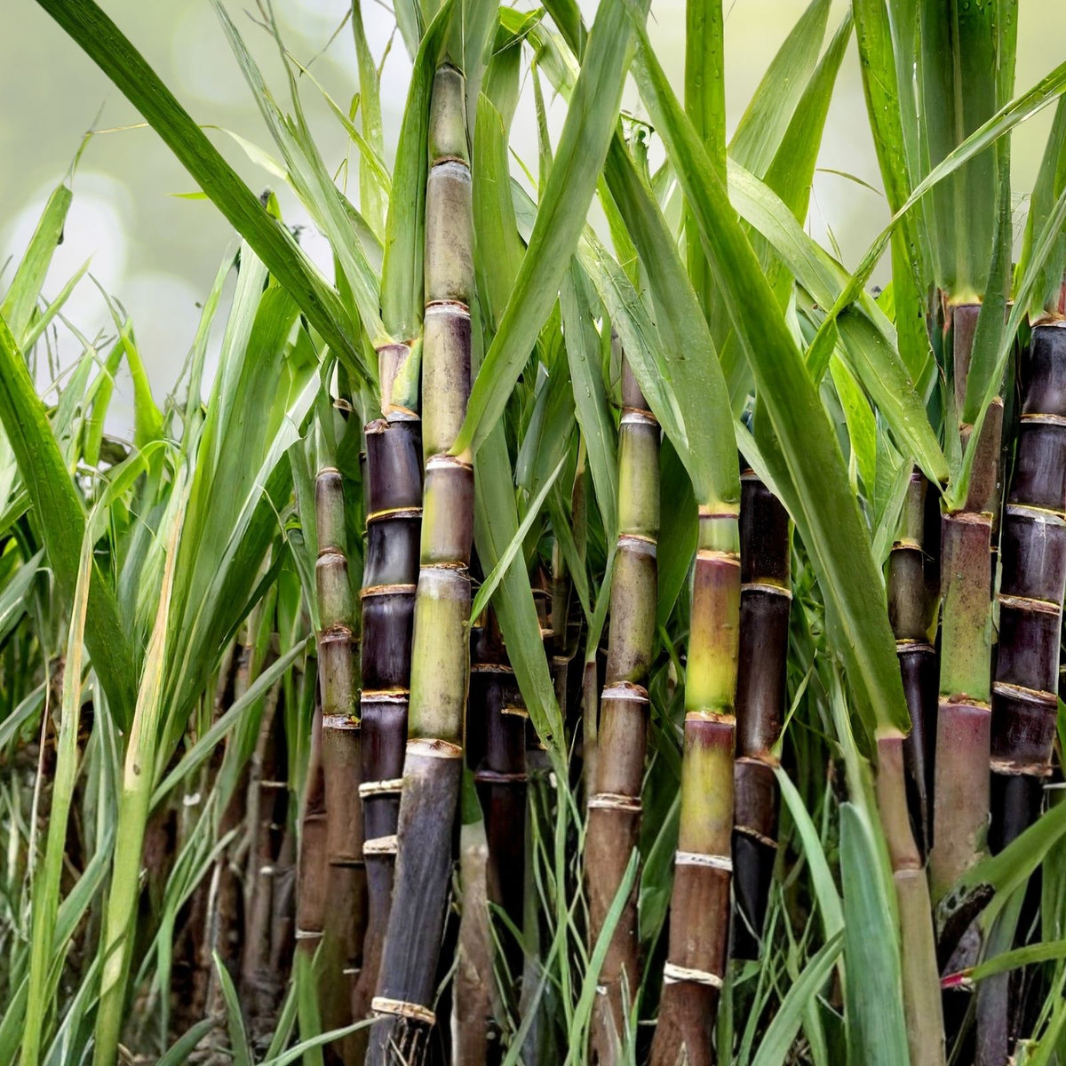 Striped Sugar Cane Seedlings 2 Pack, Jamaican Striped Variety, Cana Dulce - Ideal for Planting or Juicing