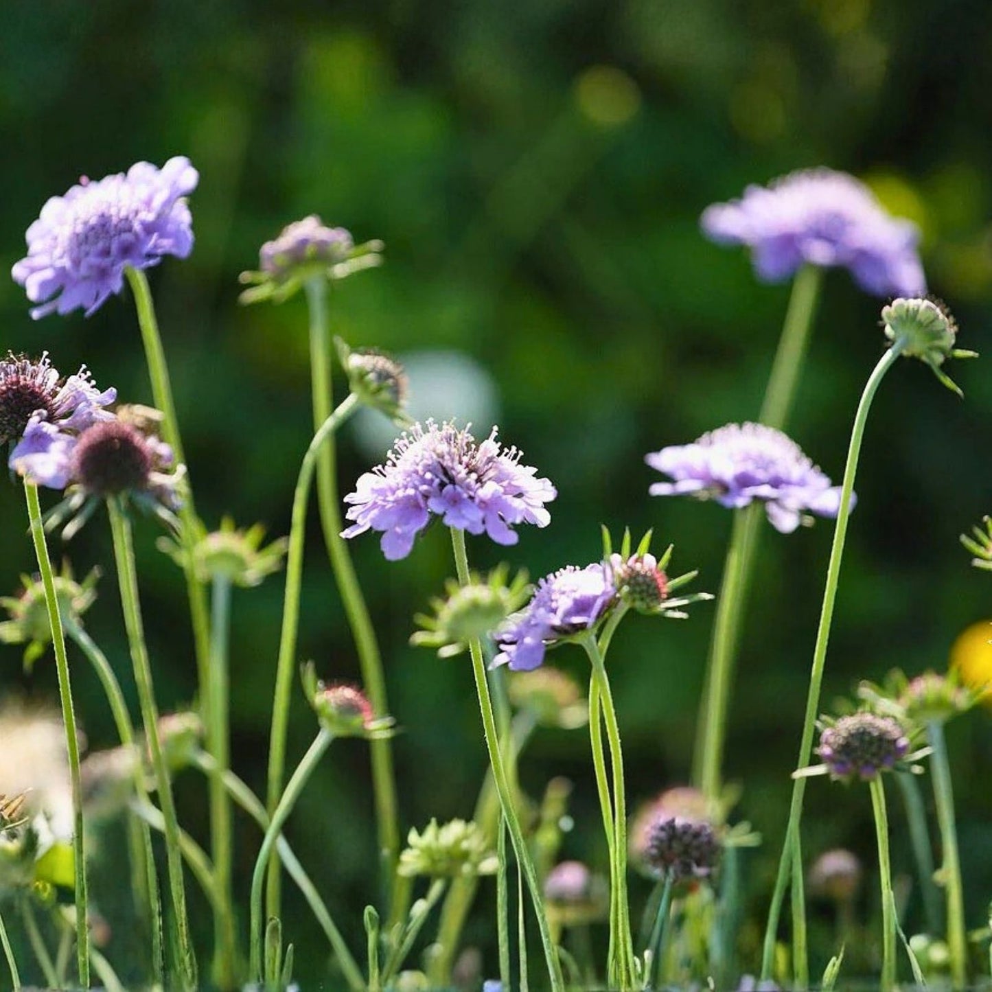 Lavender Scabiosa Seeds 75+ Annual Flower Seeds Mum Variety Scabiosa columbaria