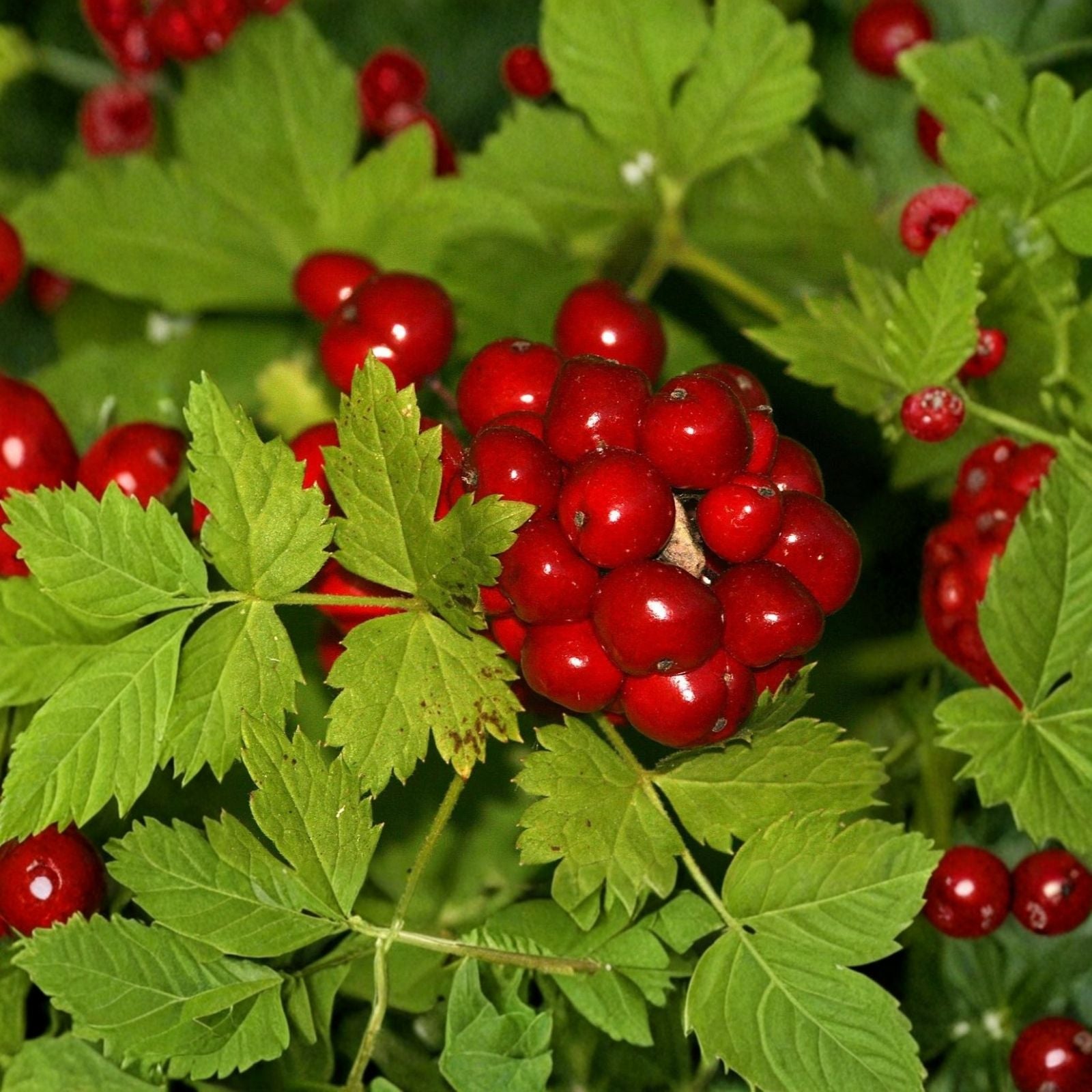 Red Baneberry Seeds for Planting – 50 Seeds – Actaea rubra – Native Wildflower – Perennial Garden Plant