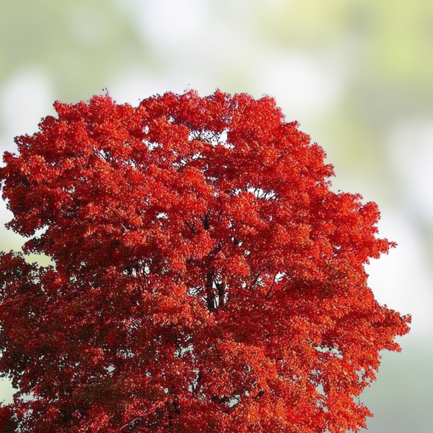 Red Maple Seedlings 1ft 2-Pack, Acer rubrum, Fast-Growing Shade Trees, Hardy, Southern Alabama Grown