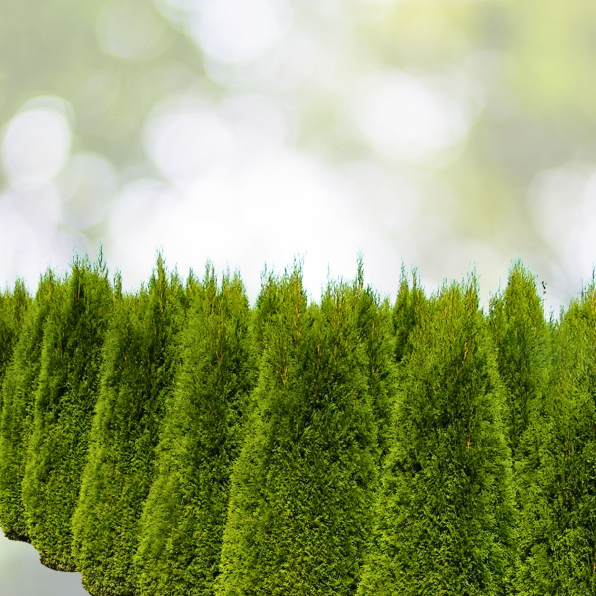 Emerald Green Arborvitae Trees - 5 Starter Plants, Thuja occidentalis 'Emerald Green', Landscape Privacy Shrubs